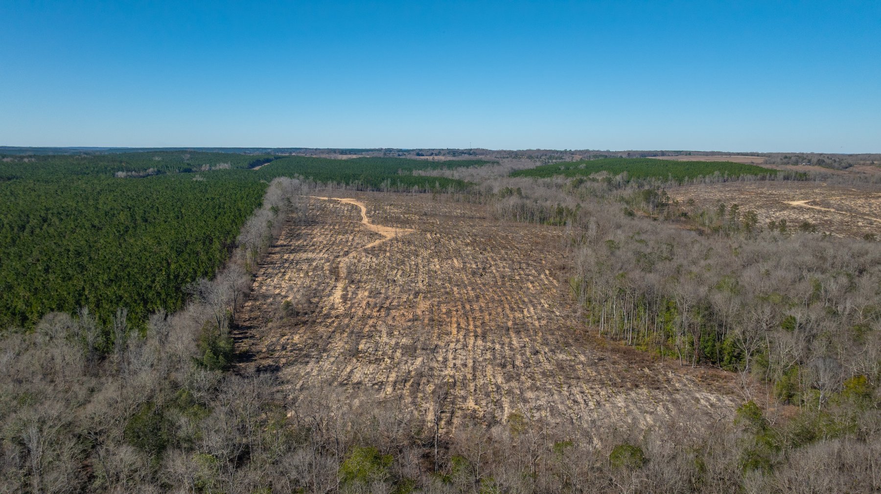 Image for 242± Total Acres - Jefferson Tract South - Exceptional Timber Investment - Lanahassee Creek Frontage