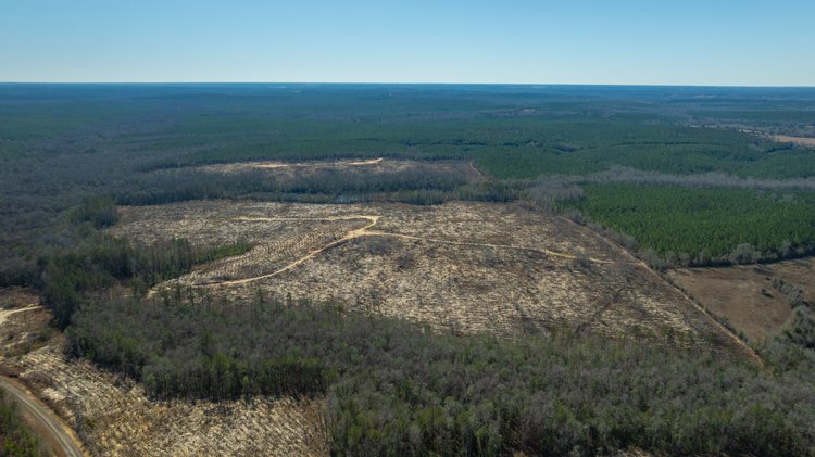 Image for 242± Total Acres - Jefferson Tract South - Exceptional Timber Investment - Lanahassee Creek Frontage