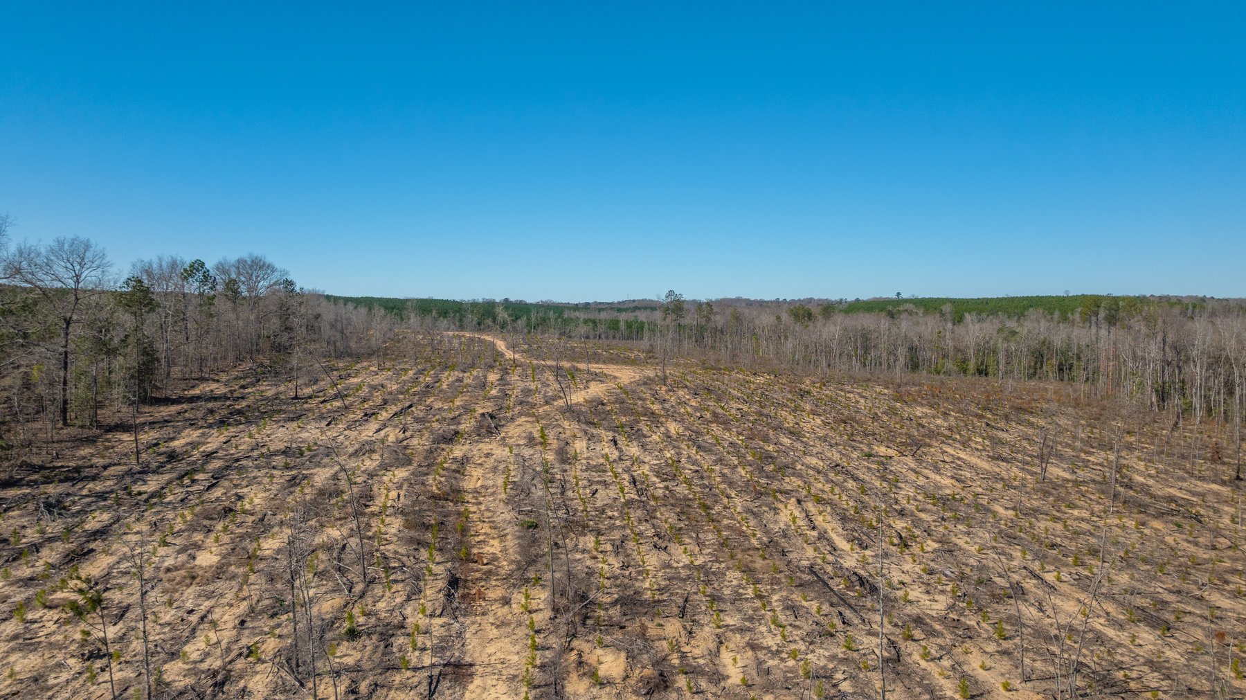 Image for 242± Total Acres - Jefferson Tract South - Exceptional Timber Investment - Lanahassee Creek Frontage