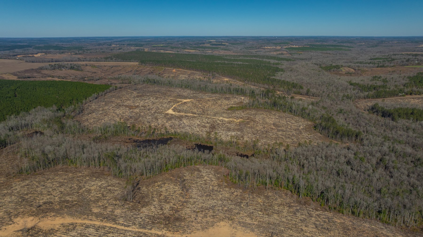 Image for 242± Total Acres - Jefferson Tract South - Exceptional Timber Investment - Lanahassee Creek Frontage