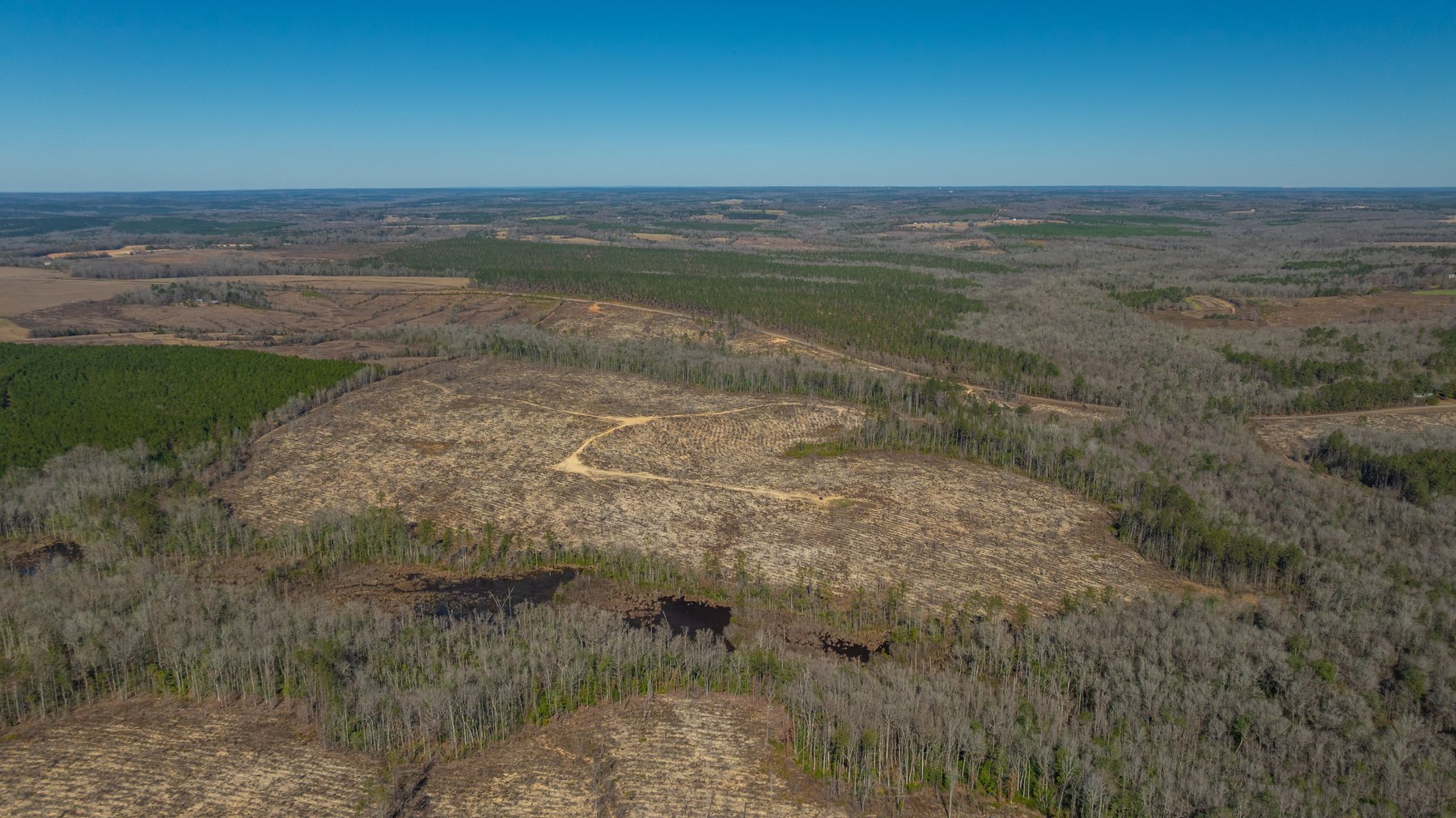 Image for 242± Total Acres - Jefferson Tract South - Exceptional Timber Investment - Lanahassee Creek Frontage