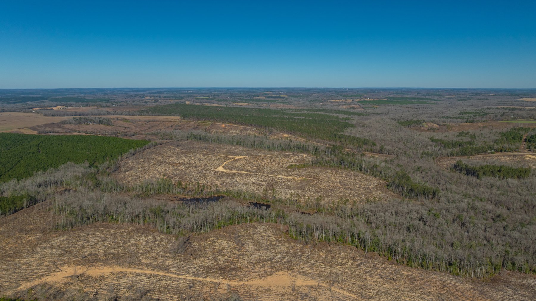 Image for 242± Total Acres - Jefferson Tract South - Exceptional Timber Investment - Lanahassee Creek Frontage