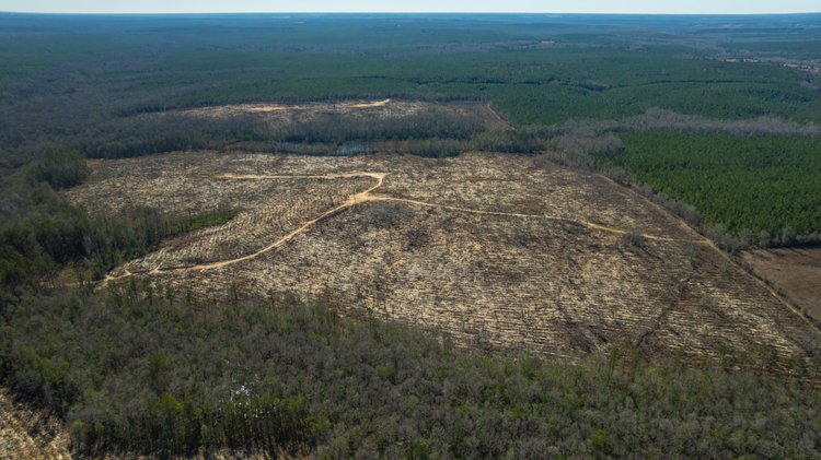 Image for 242± Total Acres - Jefferson Tract South - Exceptional Timber Investment - Lanahassee Creek Frontage