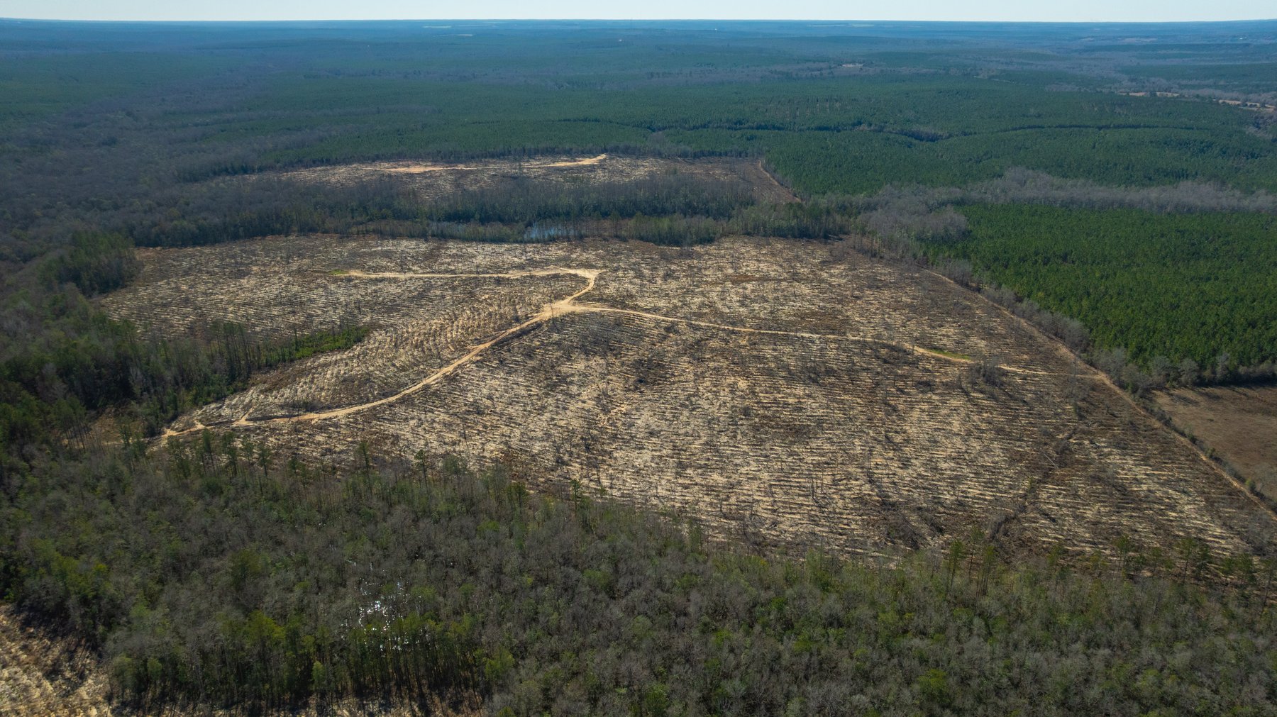 Image for 242± Total Acres - Jefferson Tract South - Exceptional Timber Investment - Lanahassee Creek Frontage