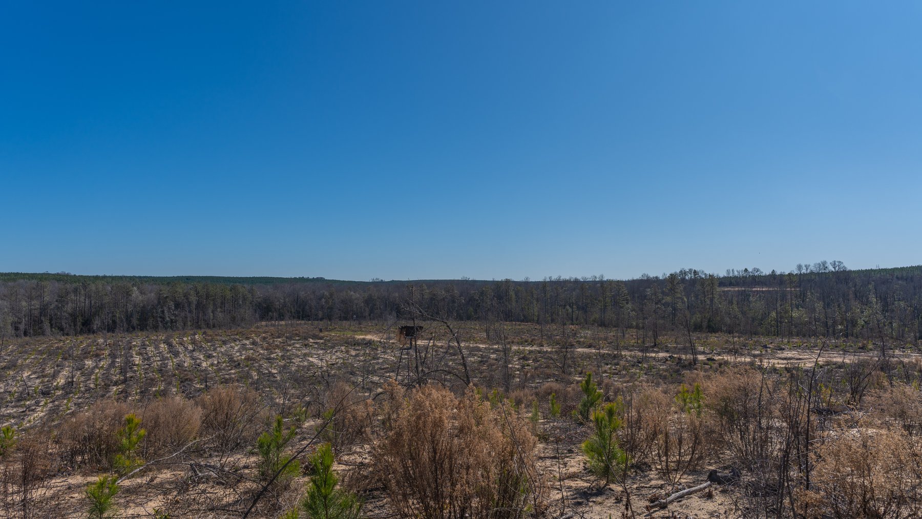 Image for 242± Total Acres - Jefferson Tract South - Exceptional Timber Investment - Lanahassee Creek Frontage