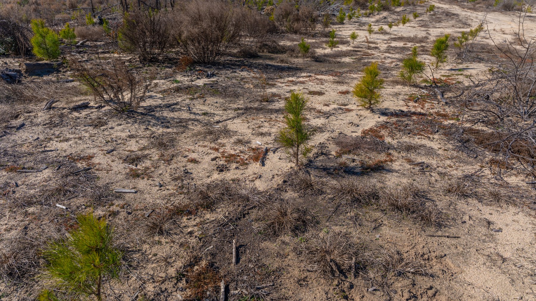 Image for 242± Total Acres - Jefferson Tract South - Exceptional Timber Investment - Lanahassee Creek Frontage