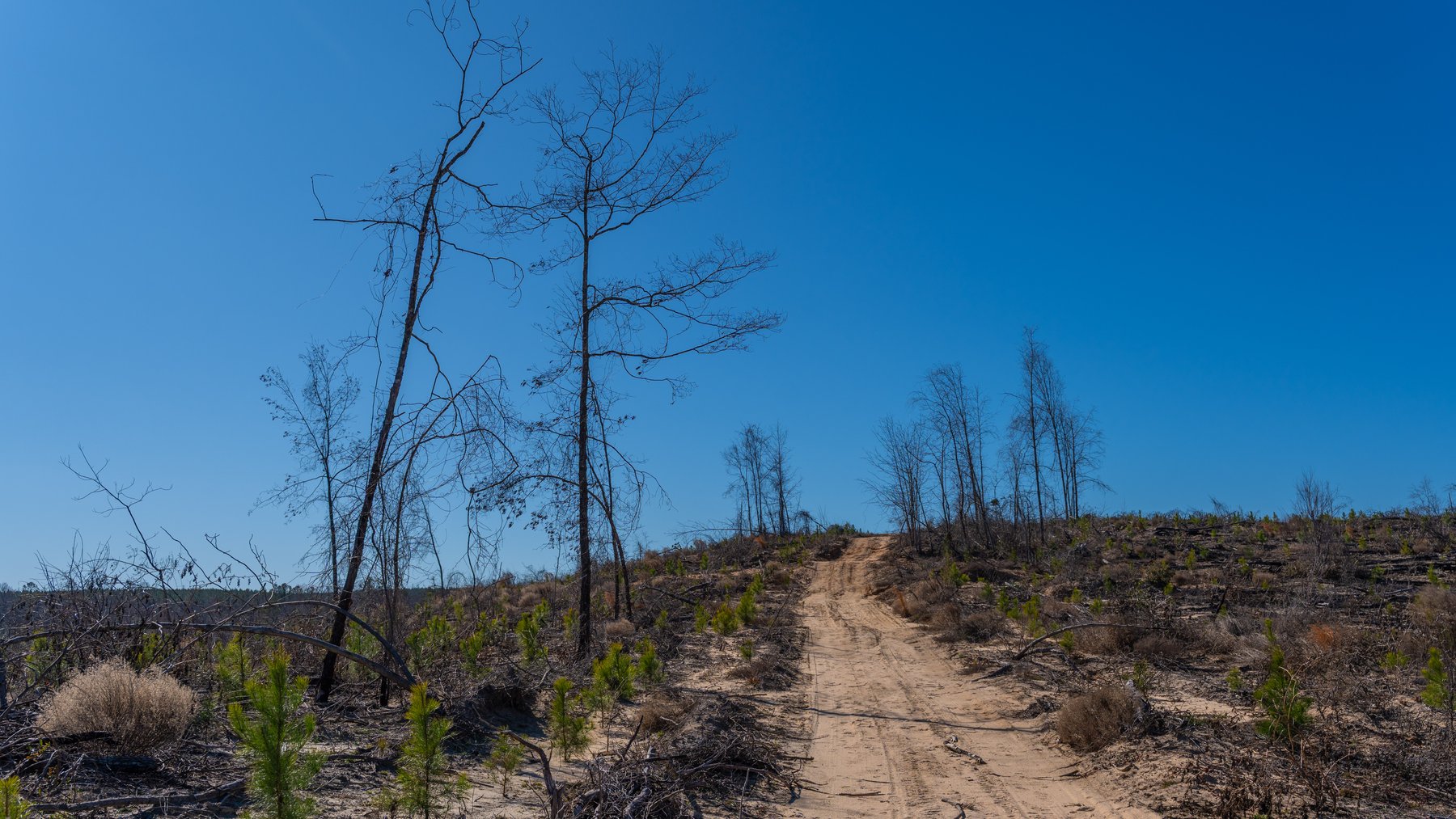 Image for 242± Total Acres - Jefferson Tract South - Exceptional Timber Investment - Lanahassee Creek Frontage