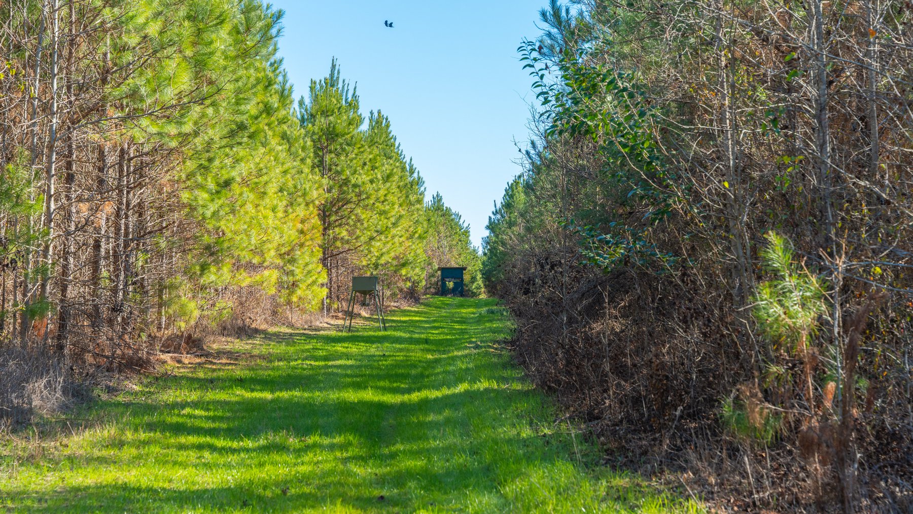Image for 167± Total Acres - Cole Tract North - Beautiful Recreational Farm - Planted Pines & Premium Hunting - Lanahassee Creek Frontage