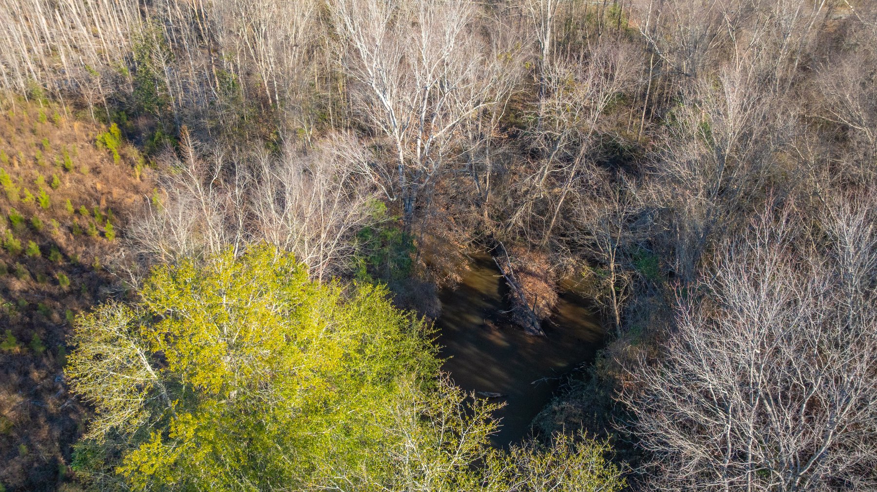 Image for 167± Total Acres - Cole Tract North - Beautiful Recreational Farm - Planted Pines & Premium Hunting - Lanahassee Creek Frontage