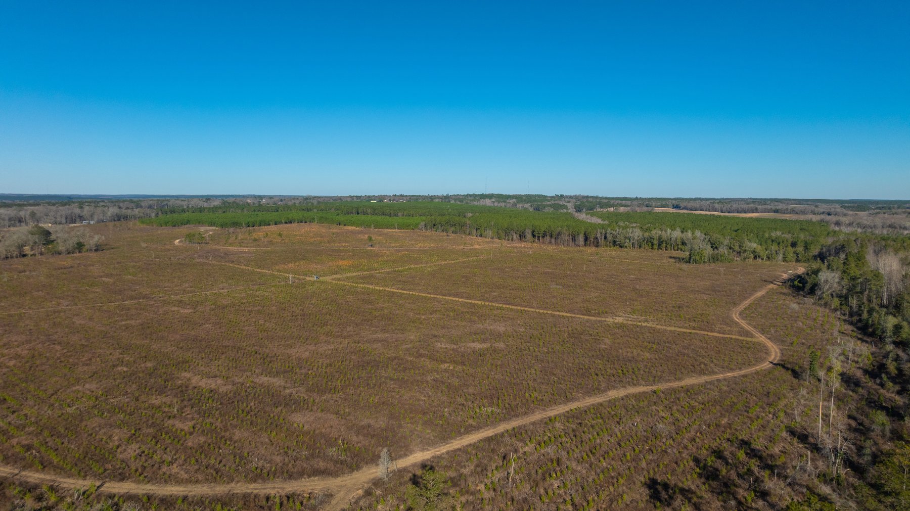 Image for 167± Total Acres - Cole Tract North - Beautiful Recreational Farm - Planted Pines & Premium Hunting - Lanahassee Creek Frontage