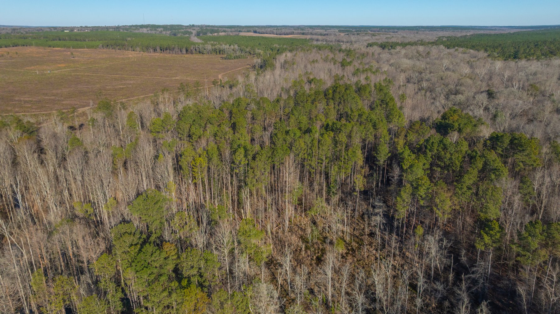 Image for 167± Total Acres - Cole Tract North - Beautiful Recreational Farm - Planted Pines & Premium Hunting - Lanahassee Creek Frontage