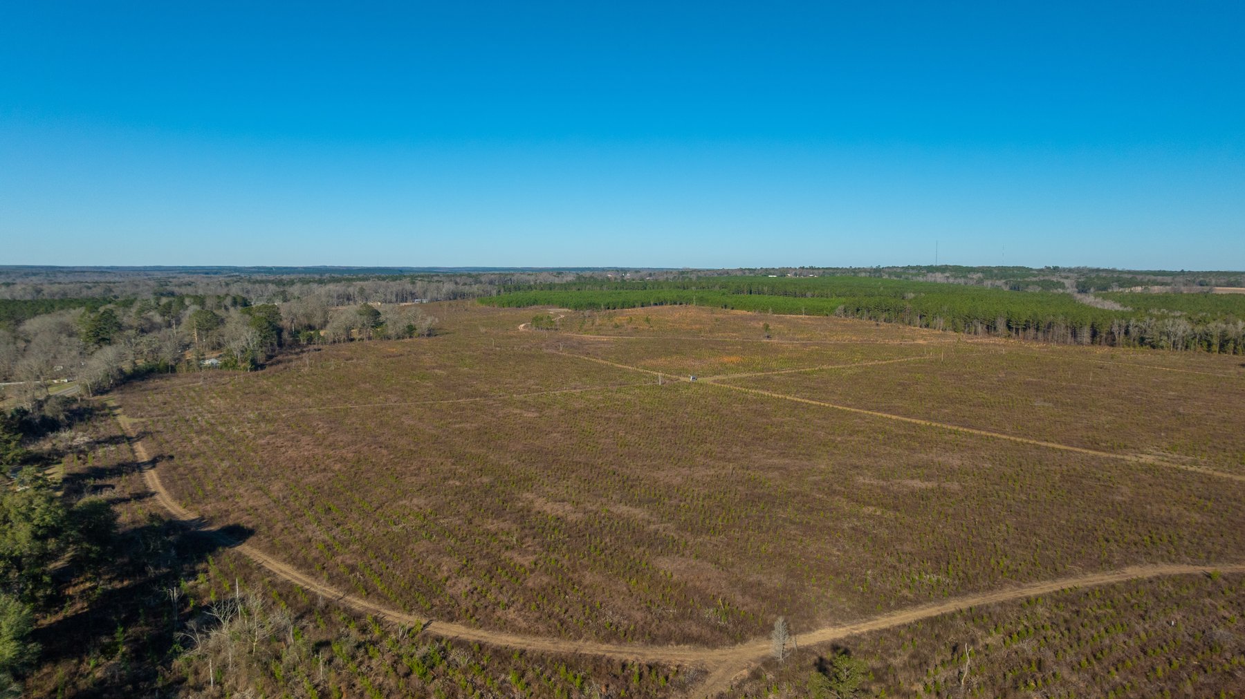 Image for 167± Total Acres - Cole Tract North - Beautiful Recreational Farm - Planted Pines & Premium Hunting - Lanahassee Creek Frontage