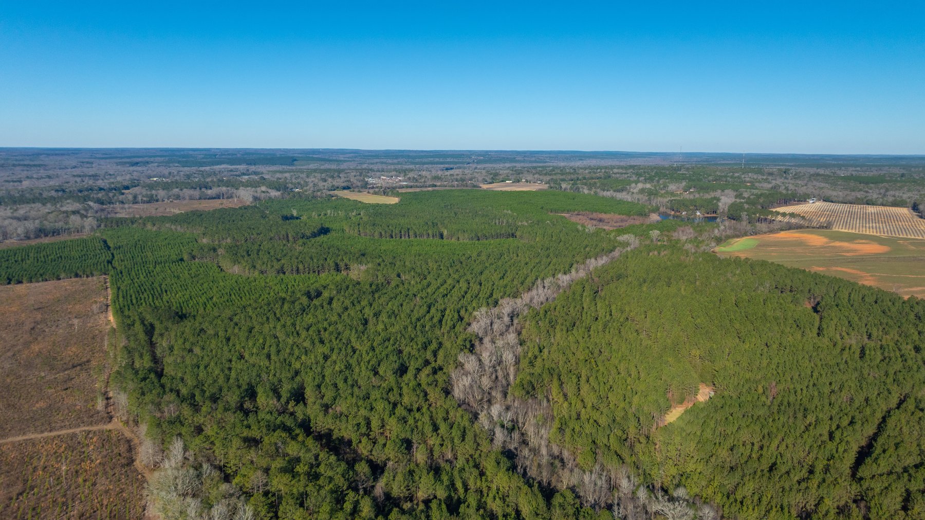 Image for 167± Total Acres - Cole Tract North - Beautiful Recreational Farm - Planted Pines & Premium Hunting - Lanahassee Creek Frontage