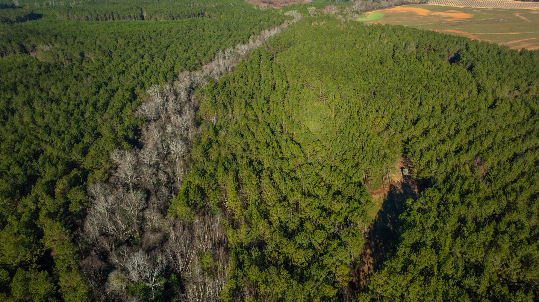 Image for 167± Total Acres - Cole Tract North - Beautiful Recreational Farm - Planted Pines & Premium Hunting - Lanahassee Creek Frontage