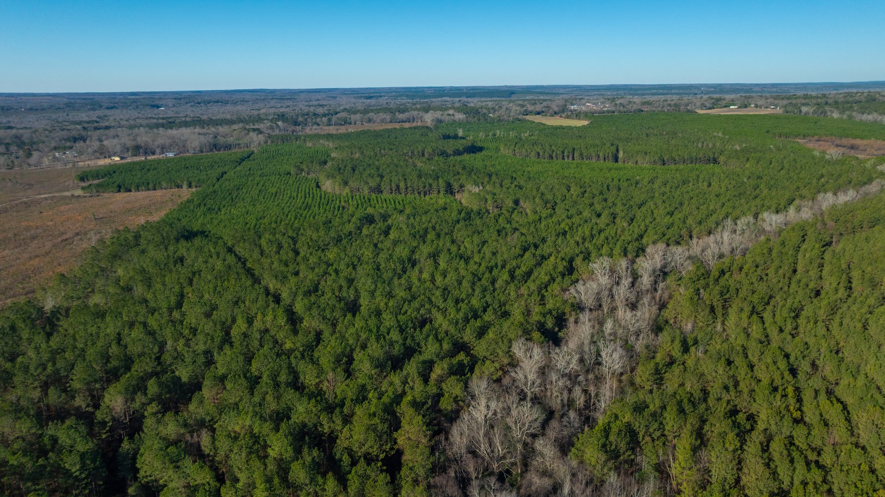 Image for 167± Total Acres - Cole Tract North - Beautiful Recreational Farm - Planted Pines & Premium Hunting - Lanahassee Creek Frontage