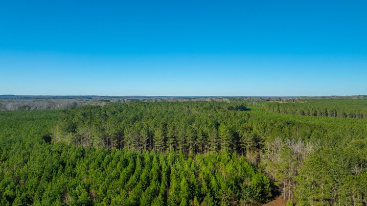 Image for 167± Total Acres - Cole Tract North - Beautiful Recreational Farm - Planted Pines & Premium Hunting - Lanahassee Creek Frontage