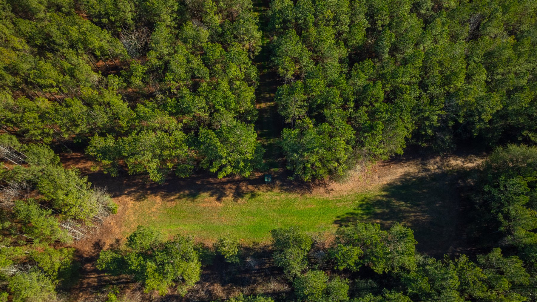 Image for 167± Total Acres - Cole Tract North - Beautiful Recreational Farm - Planted Pines & Premium Hunting - Lanahassee Creek Frontage