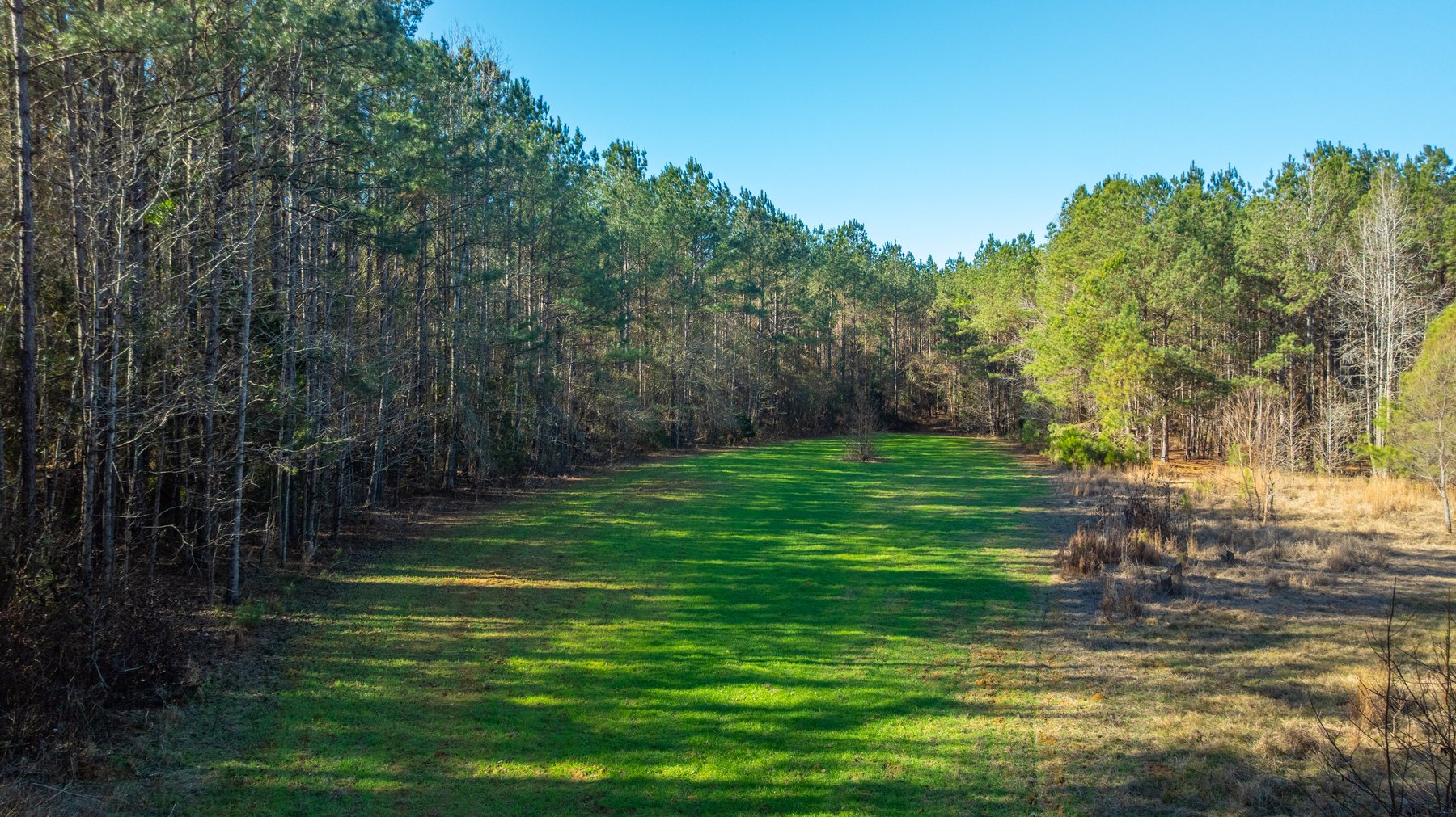 Image for 167± Total Acres - Cole Tract North - Beautiful Recreational Farm - Planted Pines & Premium Hunting - Lanahassee Creek Frontage