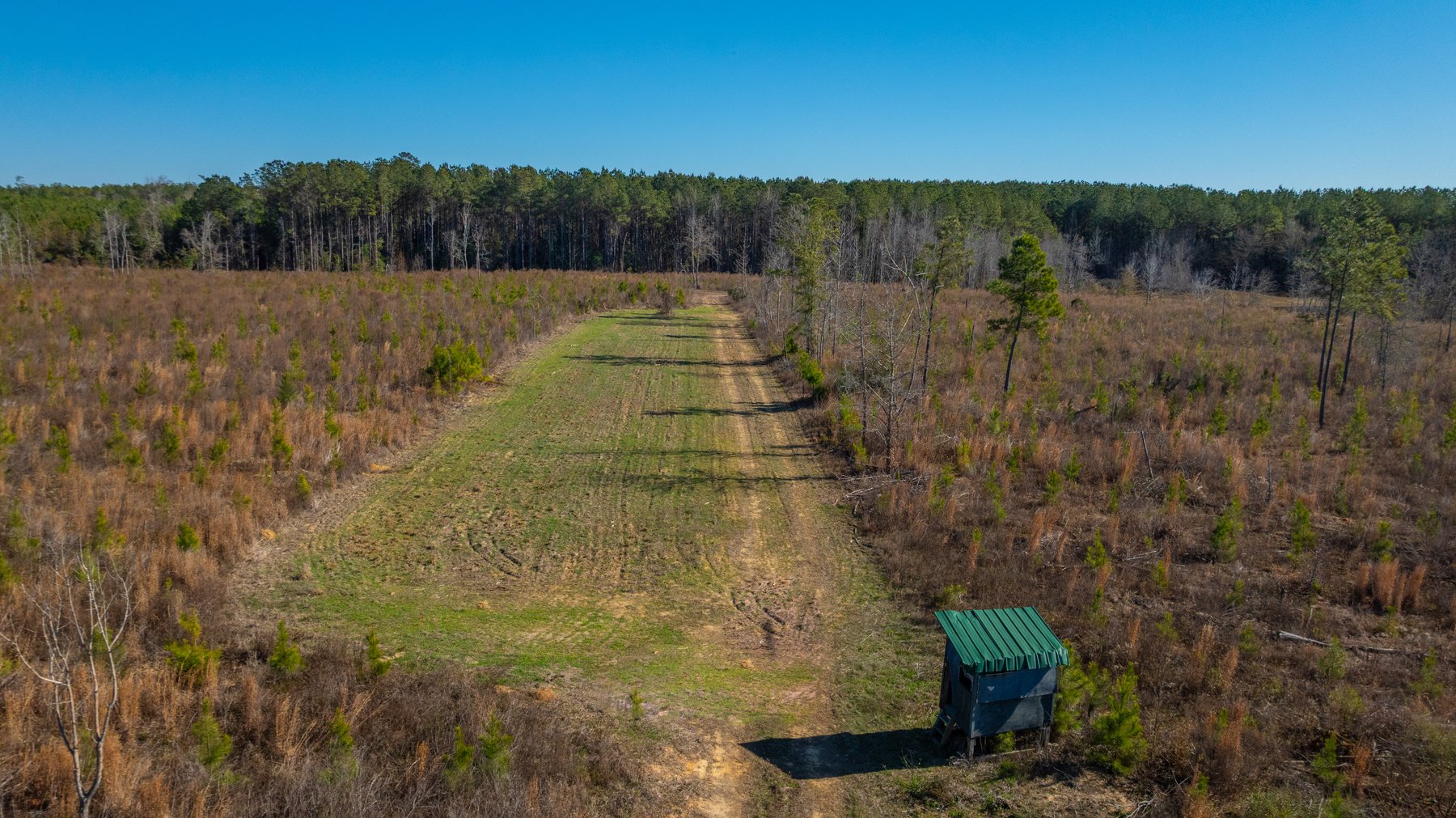 Image for 167± Total Acres - Cole Tract North - Beautiful Recreational Farm - Planted Pines & Premium Hunting - Lanahassee Creek Frontage