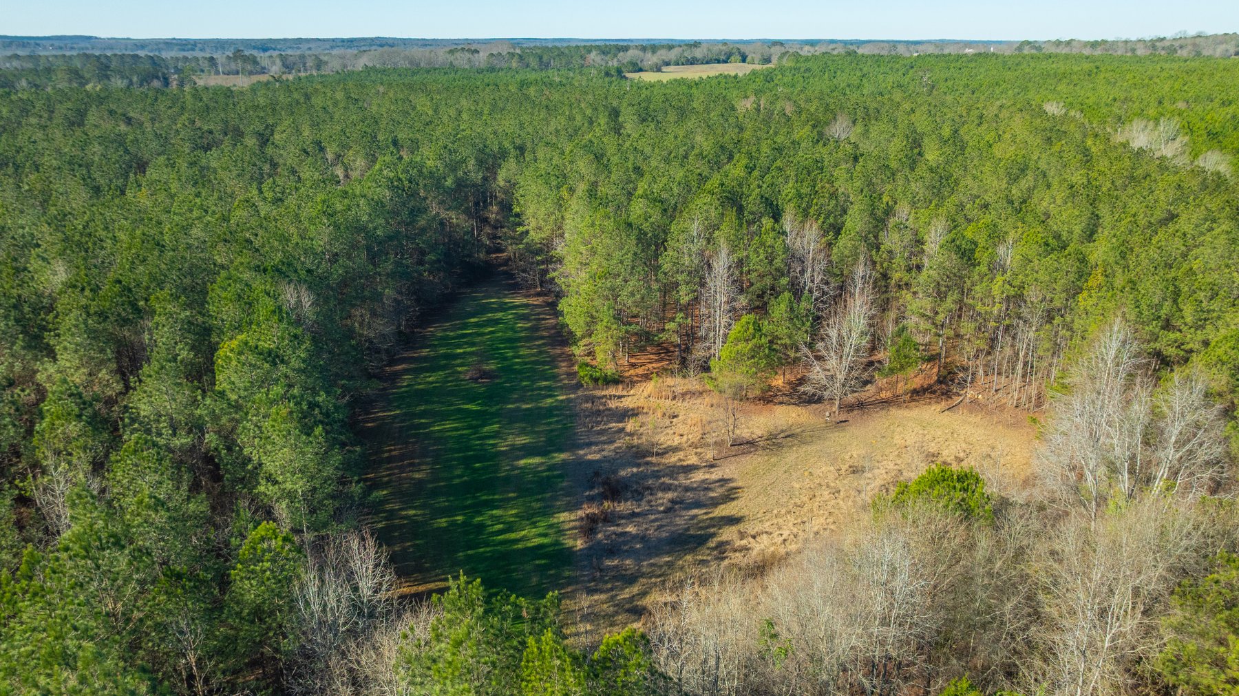 Image for 167± Total Acres - Cole Tract North - Beautiful Recreational Farm - Planted Pines & Premium Hunting - Lanahassee Creek Frontage