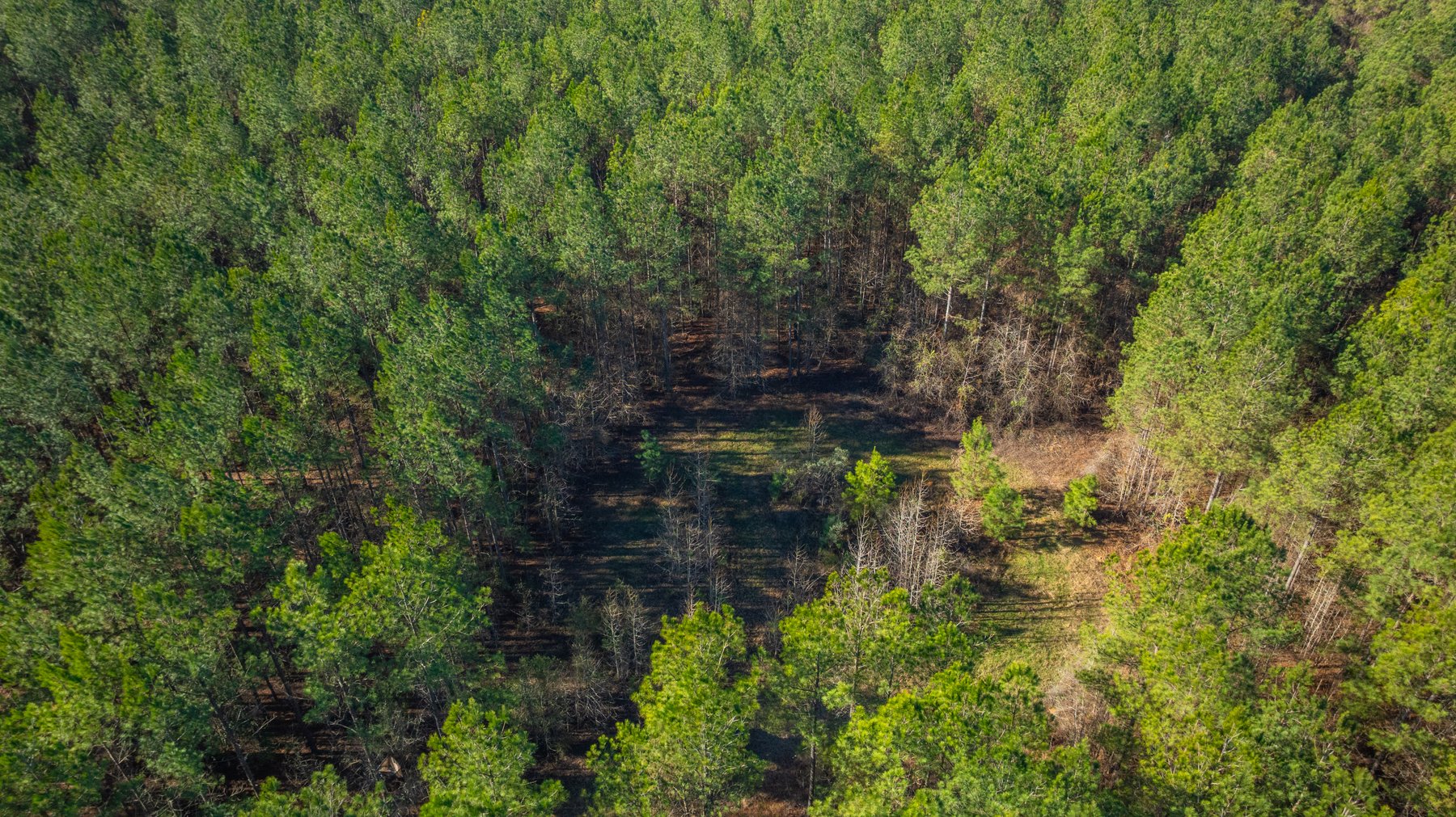 Image for 167± Total Acres - Cole Tract North - Beautiful Recreational Farm - Planted Pines & Premium Hunting - Lanahassee Creek Frontage