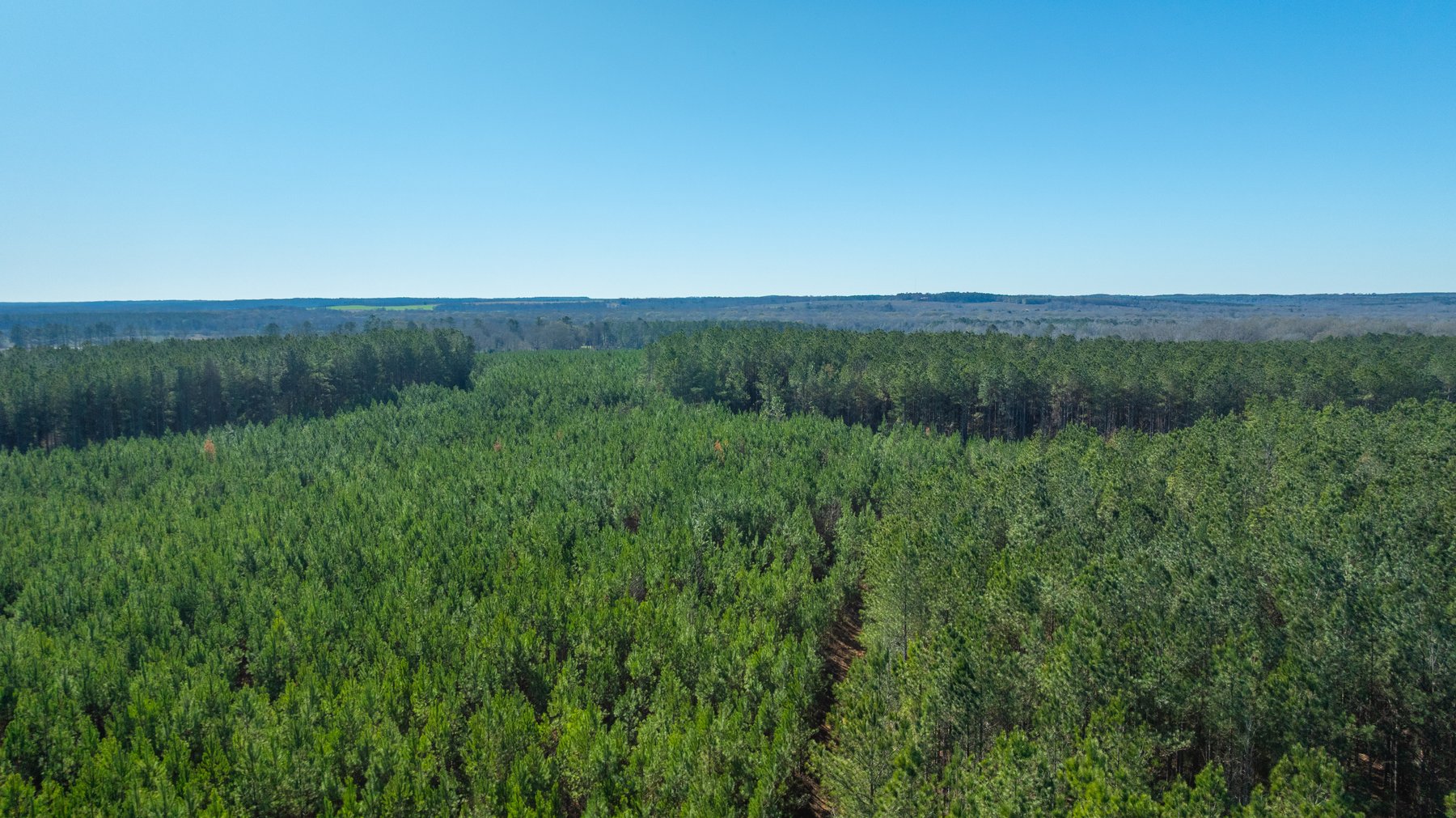 Image for 167± Total Acres - Cole Tract North - Beautiful Recreational Farm - Planted Pines & Premium Hunting - Lanahassee Creek Frontage