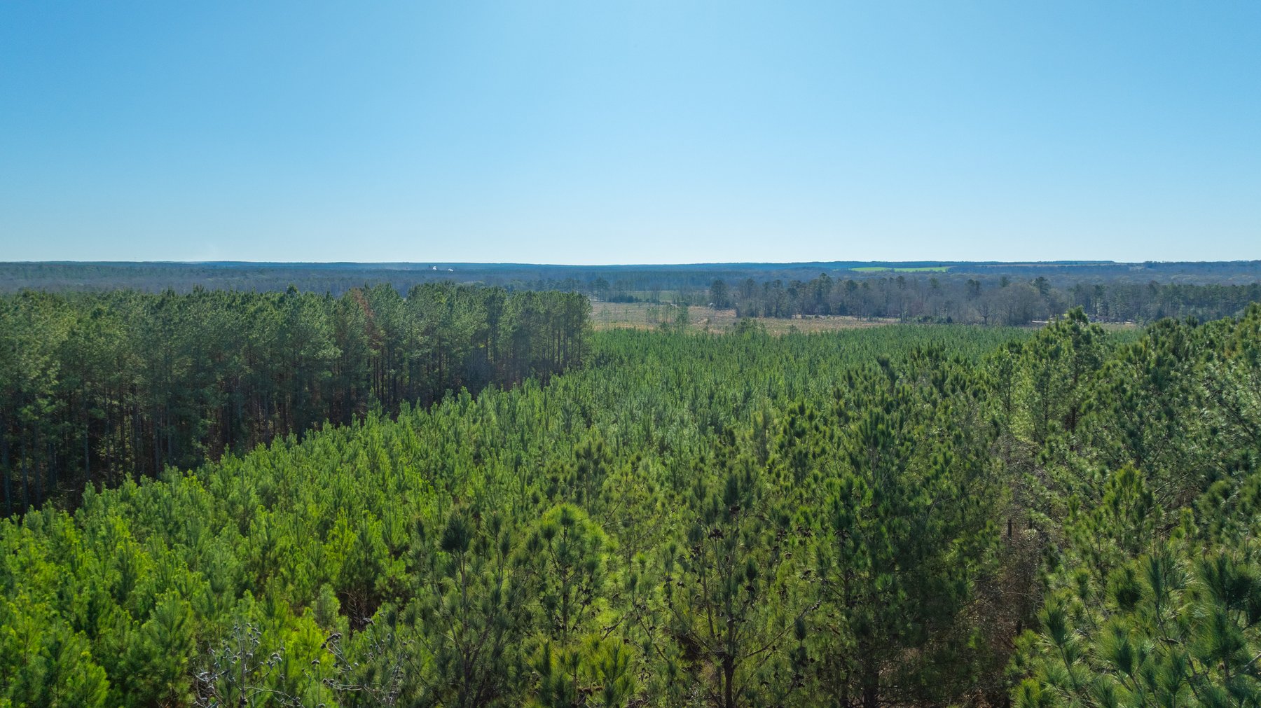 Image for 167± Total Acres - Cole Tract North - Beautiful Recreational Farm - Planted Pines & Premium Hunting - Lanahassee Creek Frontage