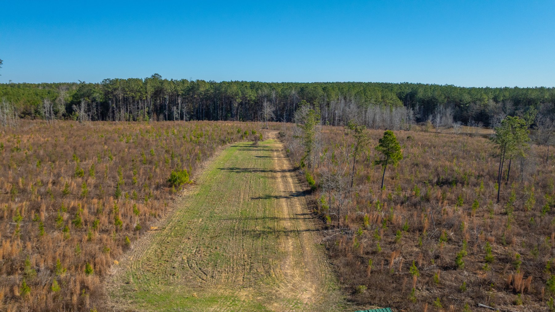 Image for 167± Total Acres - Cole Tract North - Beautiful Recreational Farm - Planted Pines & Premium Hunting - Lanahassee Creek Frontage