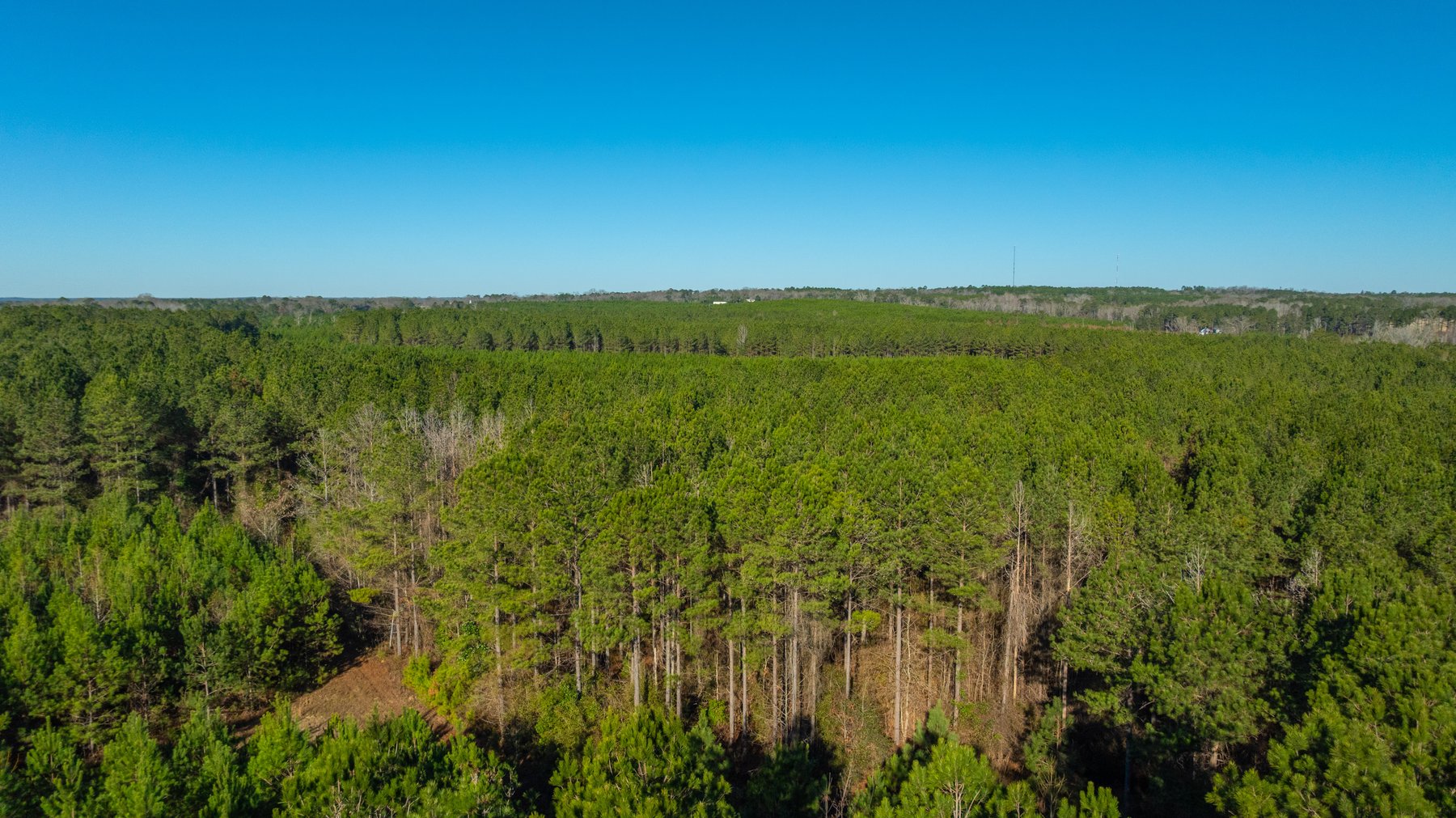 Image for 167± Total Acres - Cole Tract North - Beautiful Recreational Farm - Planted Pines & Premium Hunting - Lanahassee Creek Frontage