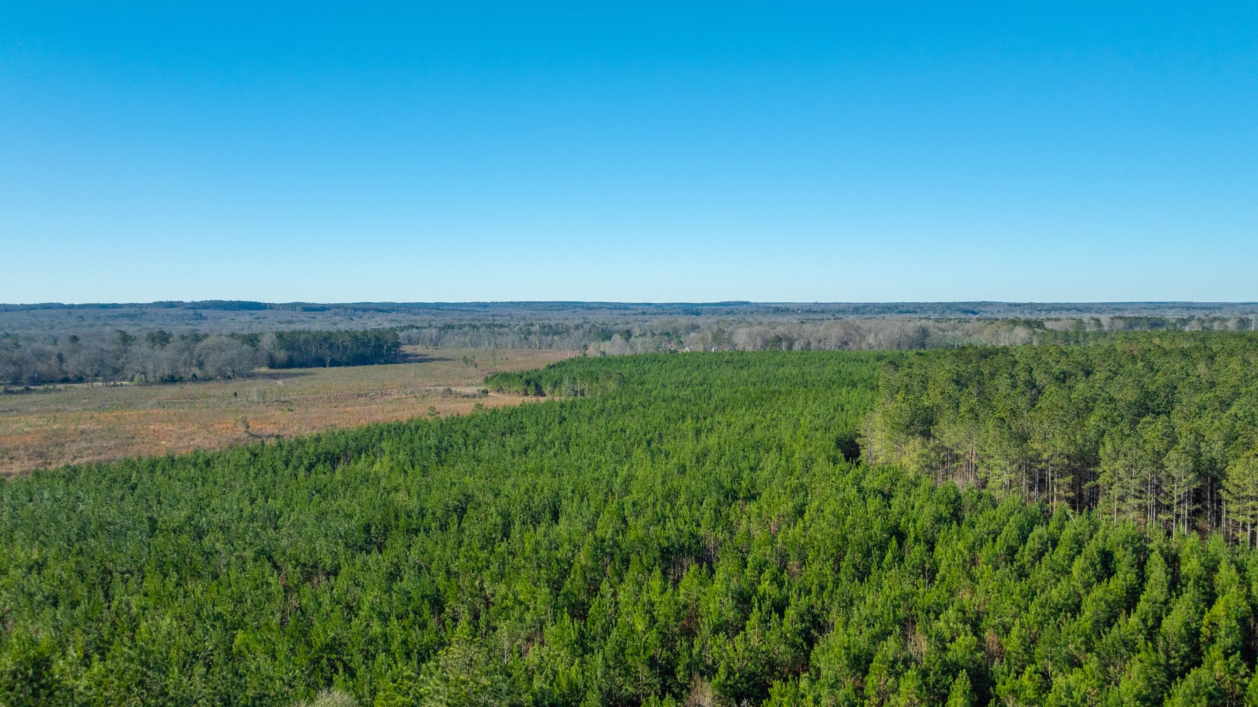Image for 167± Total Acres - Cole Tract North - Beautiful Recreational Farm - Planted Pines & Premium Hunting - Lanahassee Creek Frontage