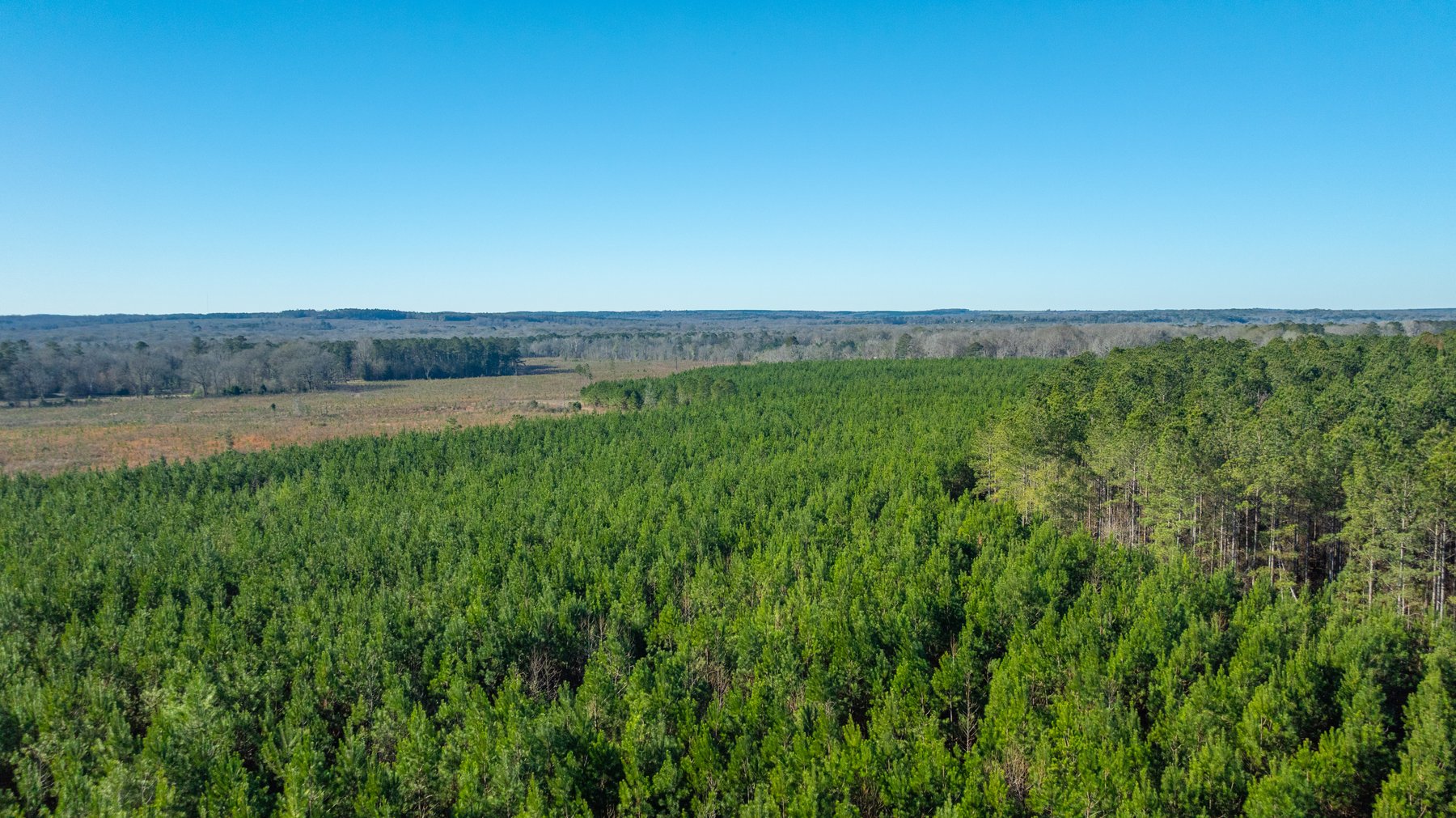 Image for 167± Total Acres - Cole Tract North - Beautiful Recreational Farm - Planted Pines & Premium Hunting - Lanahassee Creek Frontage