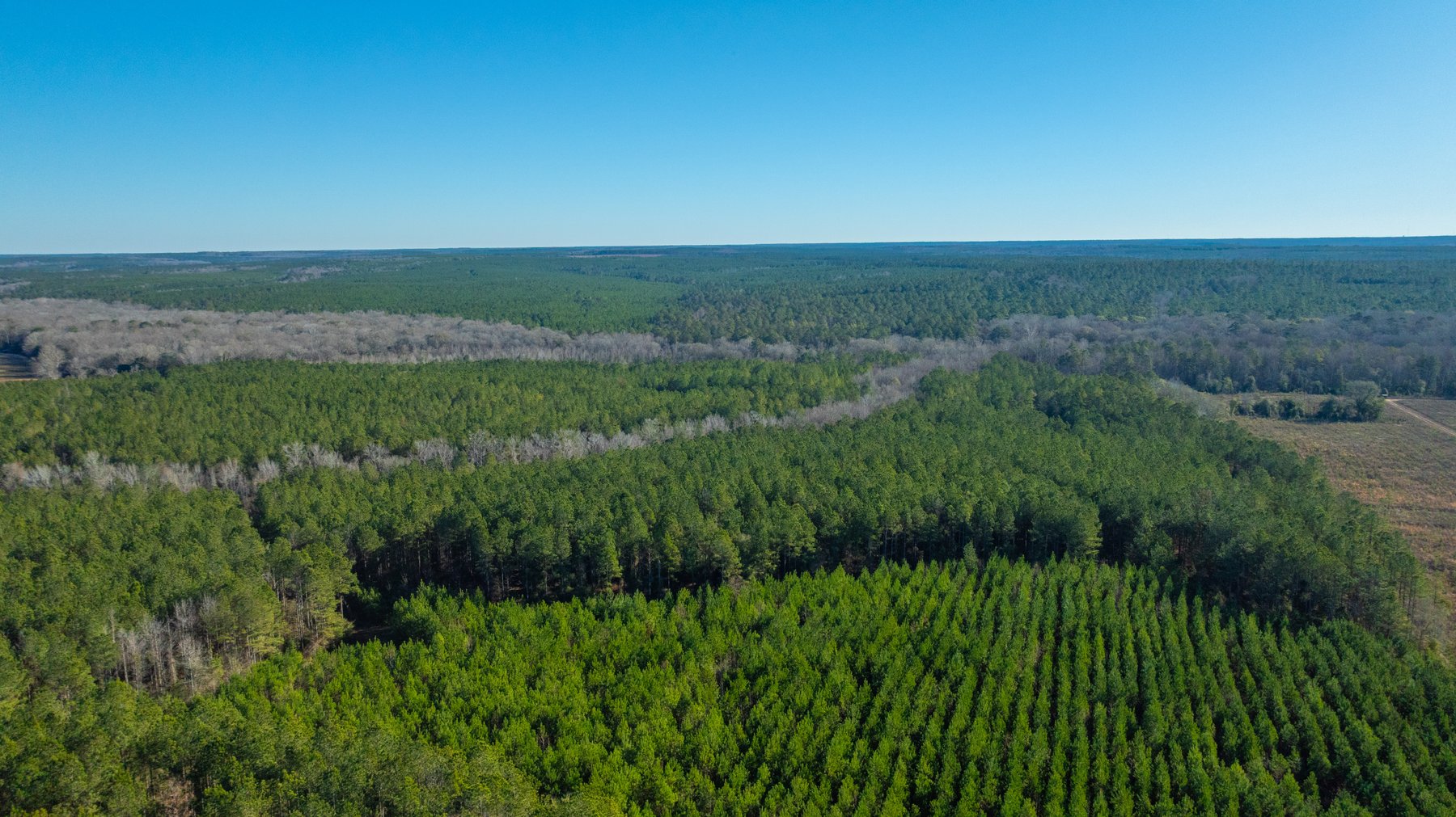 Image for 167± Total Acres - Cole Tract North - Beautiful Recreational Farm - Planted Pines & Premium Hunting - Lanahassee Creek Frontage