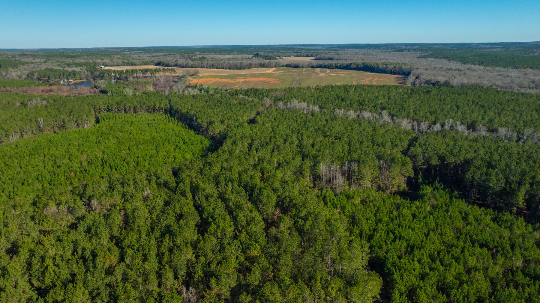 Image for 167± Total Acres - Cole Tract North - Beautiful Recreational Farm - Planted Pines & Premium Hunting - Lanahassee Creek Frontage