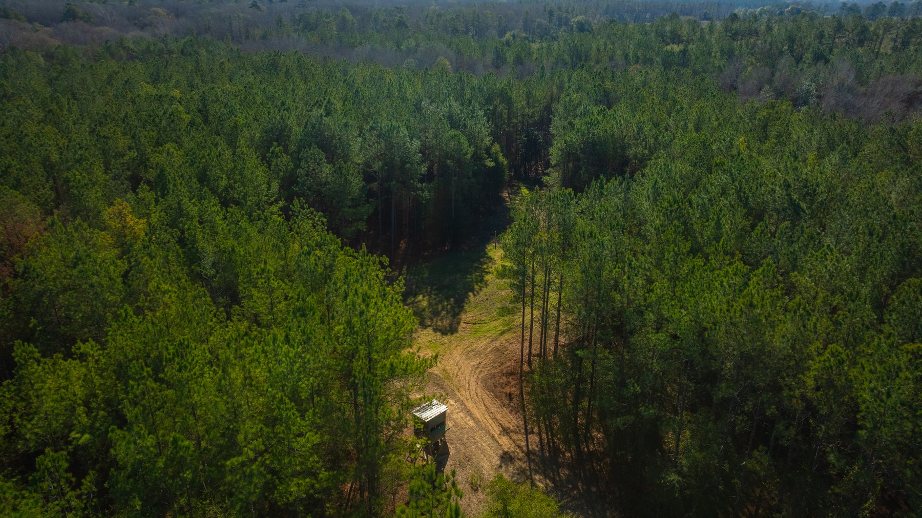 Image for 167± Total Acres - Cole Tract North - Beautiful Recreational Farm - Planted Pines & Premium Hunting - Lanahassee Creek Frontage