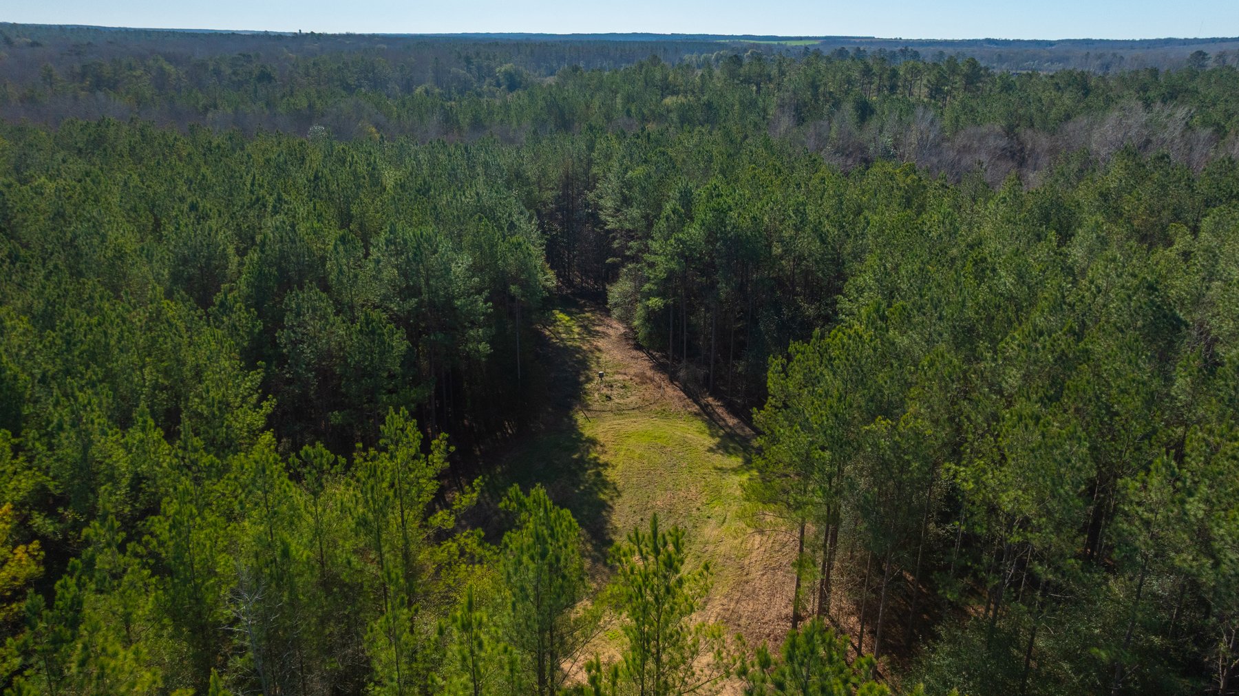 Image for 167± Total Acres - Cole Tract North - Beautiful Recreational Farm - Planted Pines & Premium Hunting - Lanahassee Creek Frontage