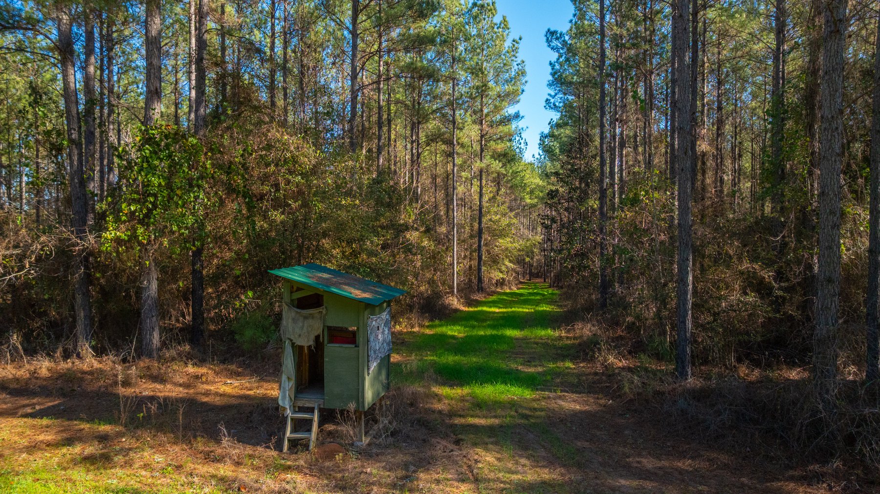 Image for 167± Total Acres - Cole Tract North - Beautiful Recreational Farm - Planted Pines & Premium Hunting - Lanahassee Creek Frontage