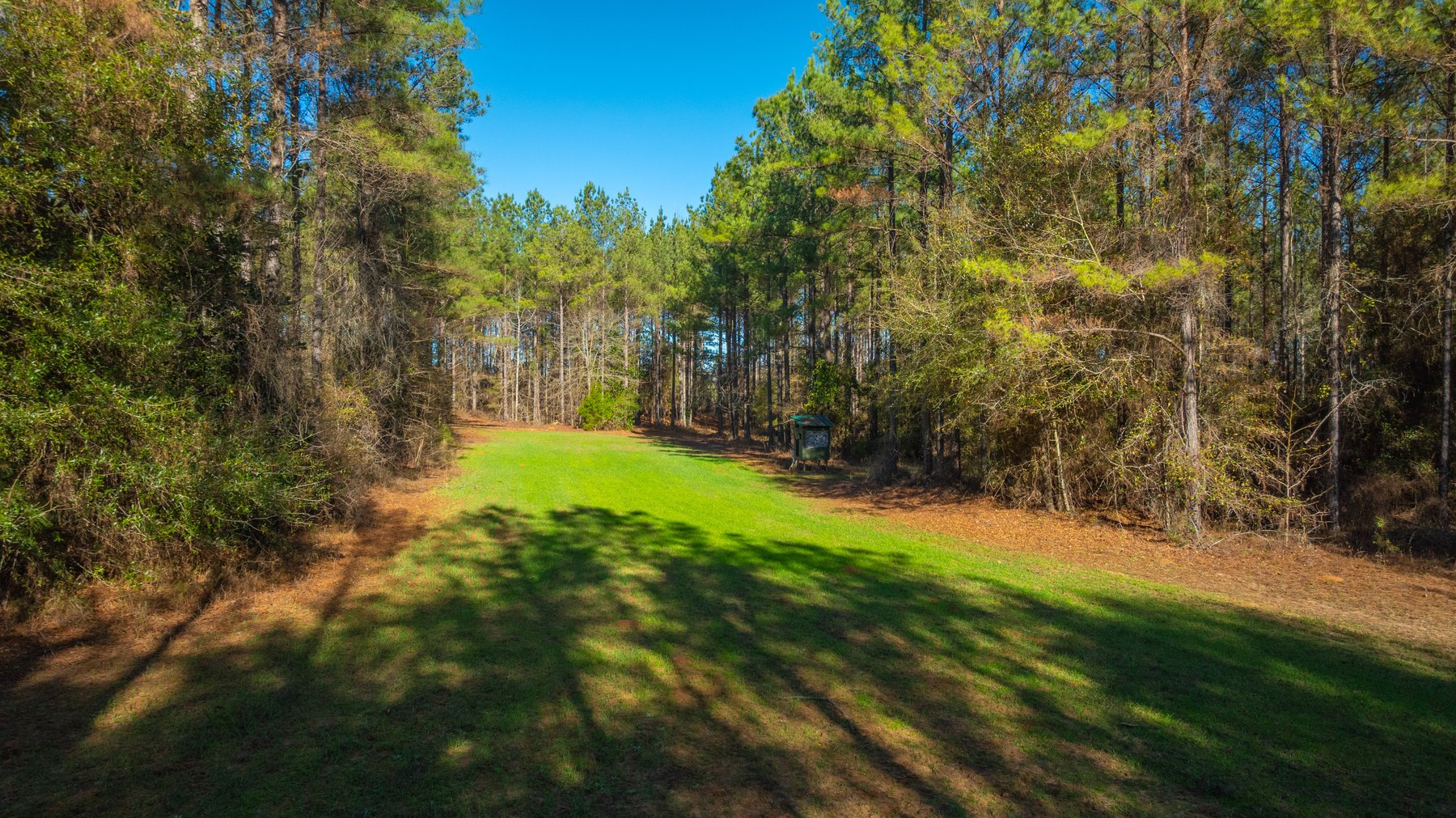 Image for 167± Total Acres - Cole Tract North - Beautiful Recreational Farm - Planted Pines & Premium Hunting - Lanahassee Creek Frontage