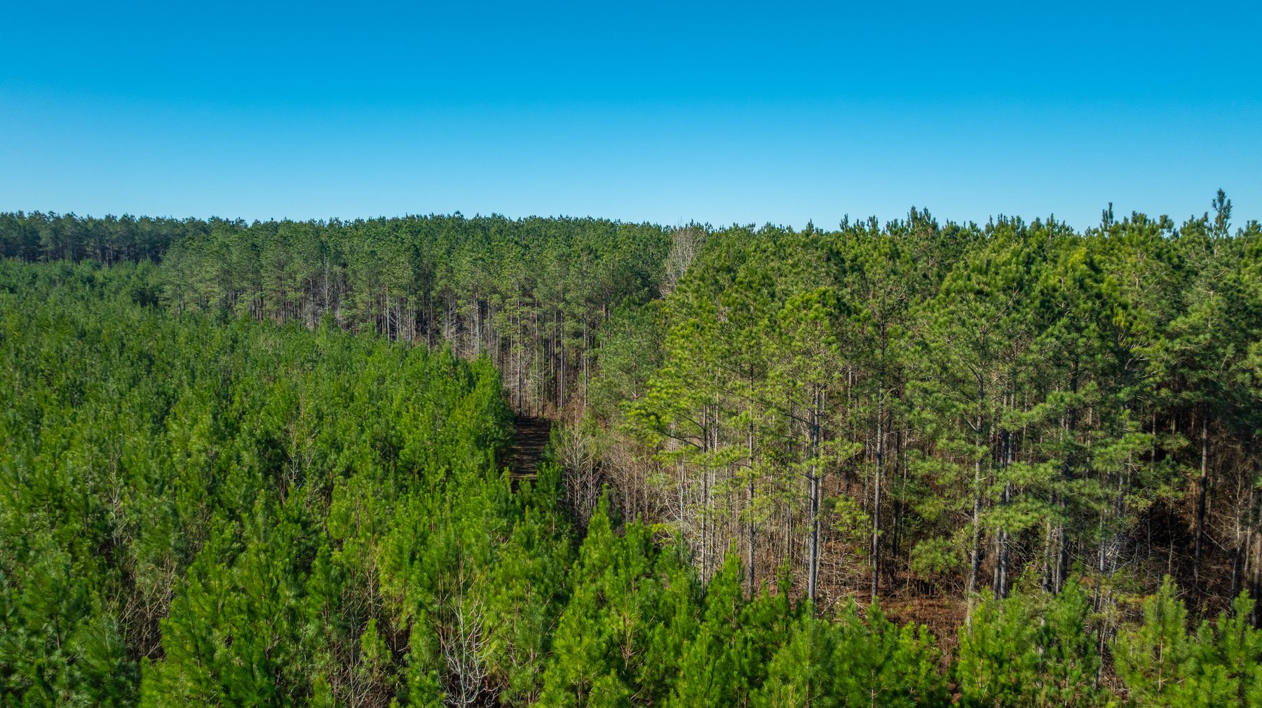 Image for 167± Total Acres - Cole Tract North - Beautiful Recreational Farm - Planted Pines & Premium Hunting - Lanahassee Creek Frontage