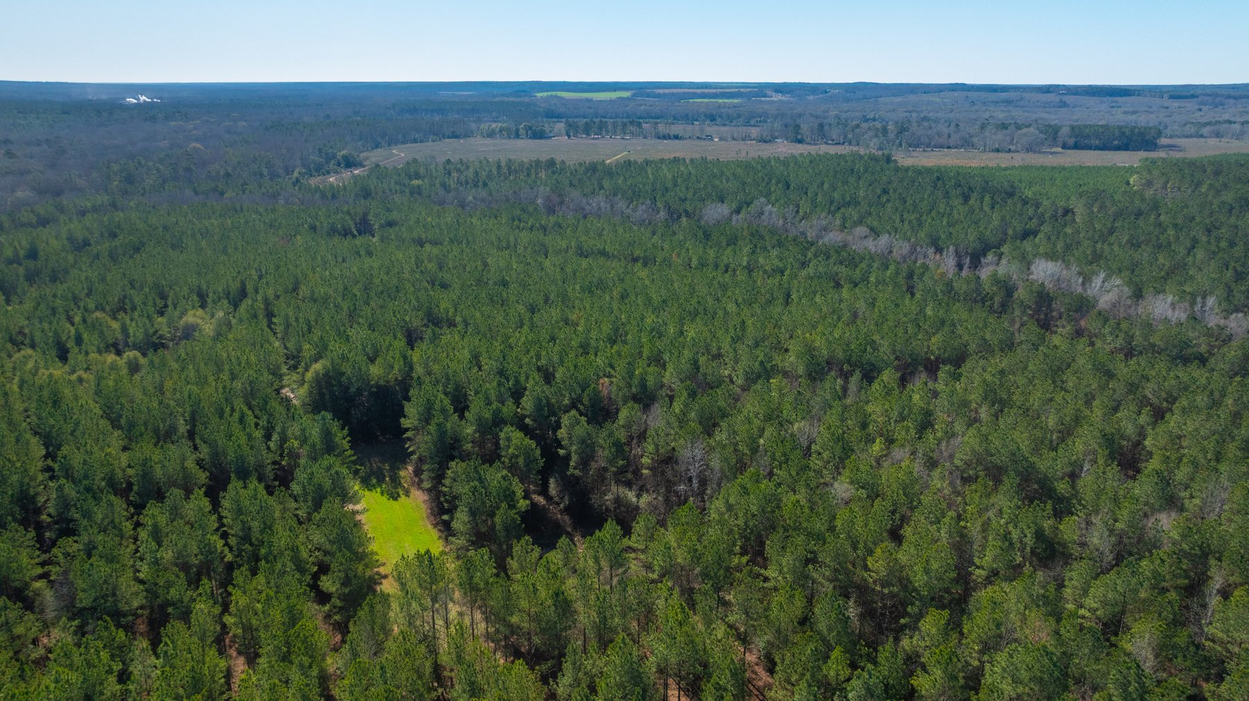 Image for 167± Total Acres - Cole Tract North - Beautiful Recreational Farm - Planted Pines & Premium Hunting - Lanahassee Creek Frontage