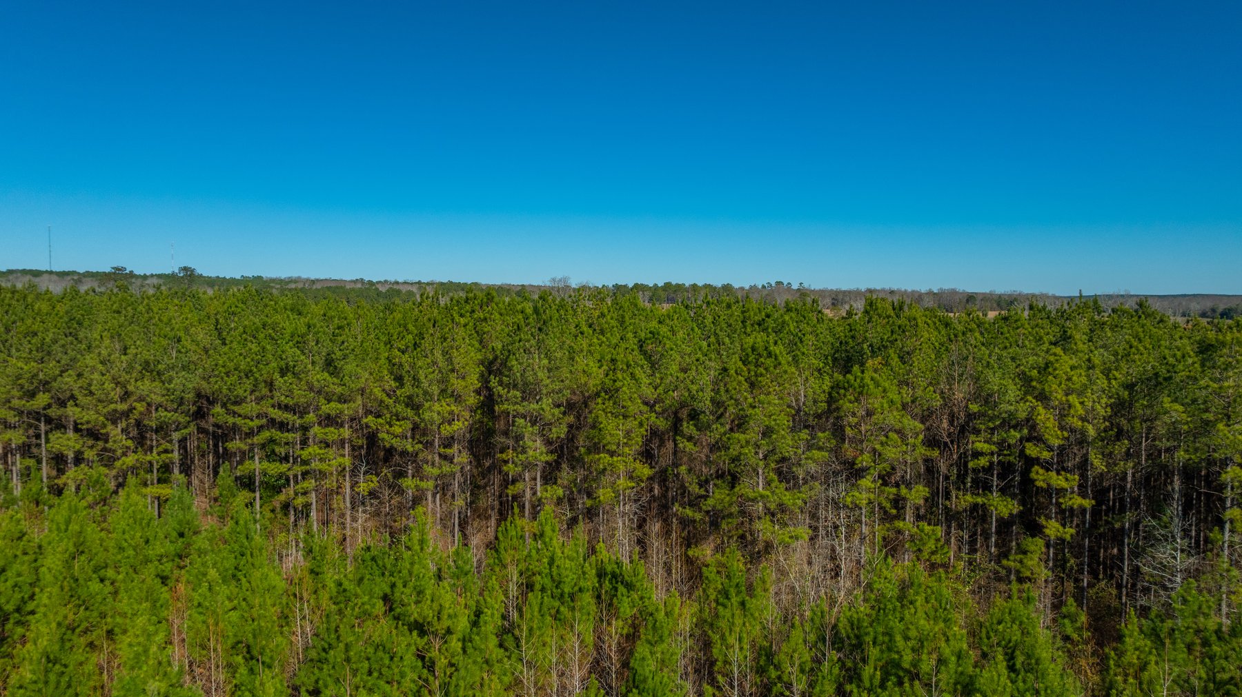 Image for 167± Total Acres - Cole Tract North - Beautiful Recreational Farm - Planted Pines & Premium Hunting - Lanahassee Creek Frontage