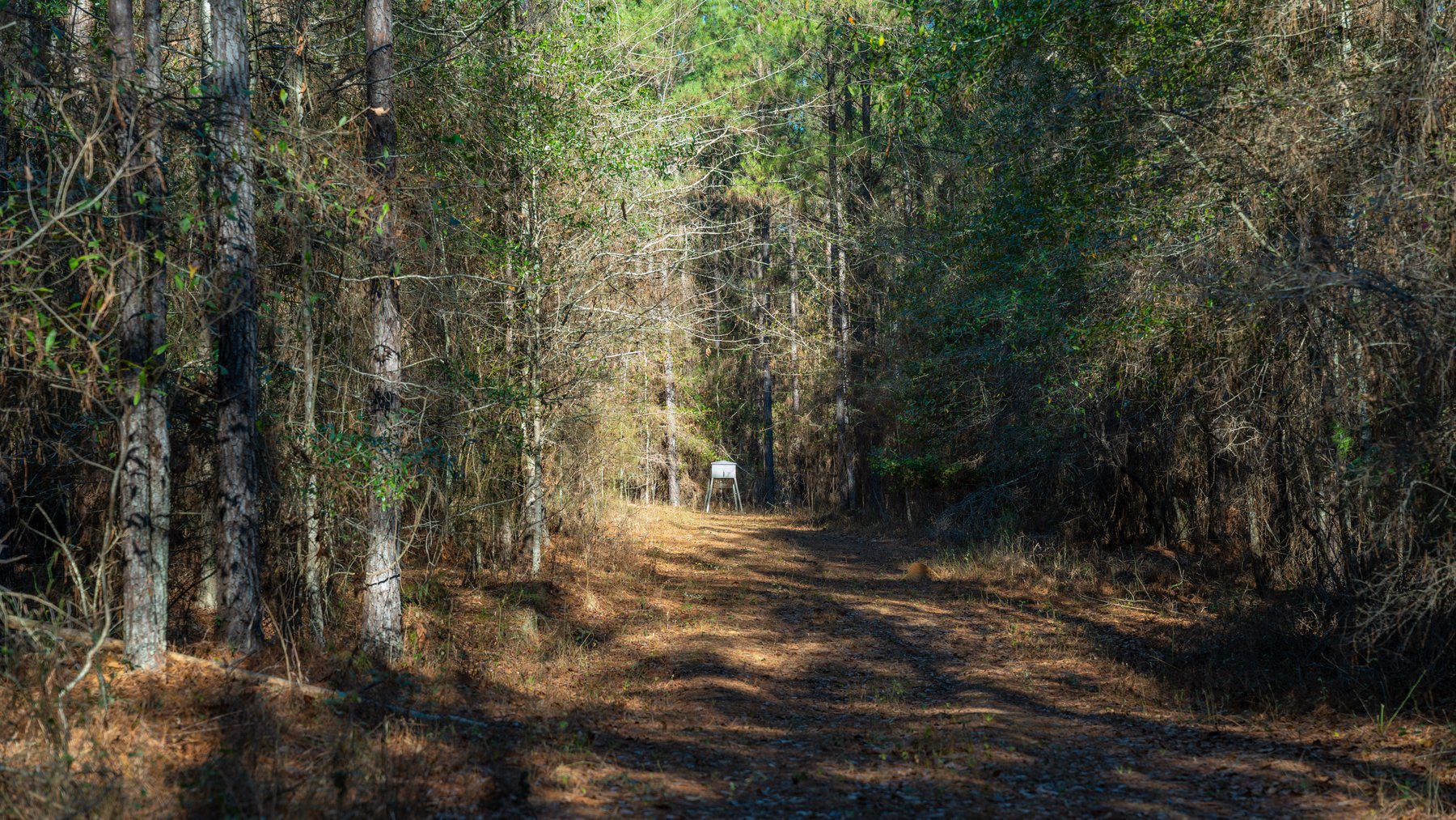 Image for 167± Total Acres - Cole Tract North - Beautiful Recreational Farm - Planted Pines & Premium Hunting - Lanahassee Creek Frontage