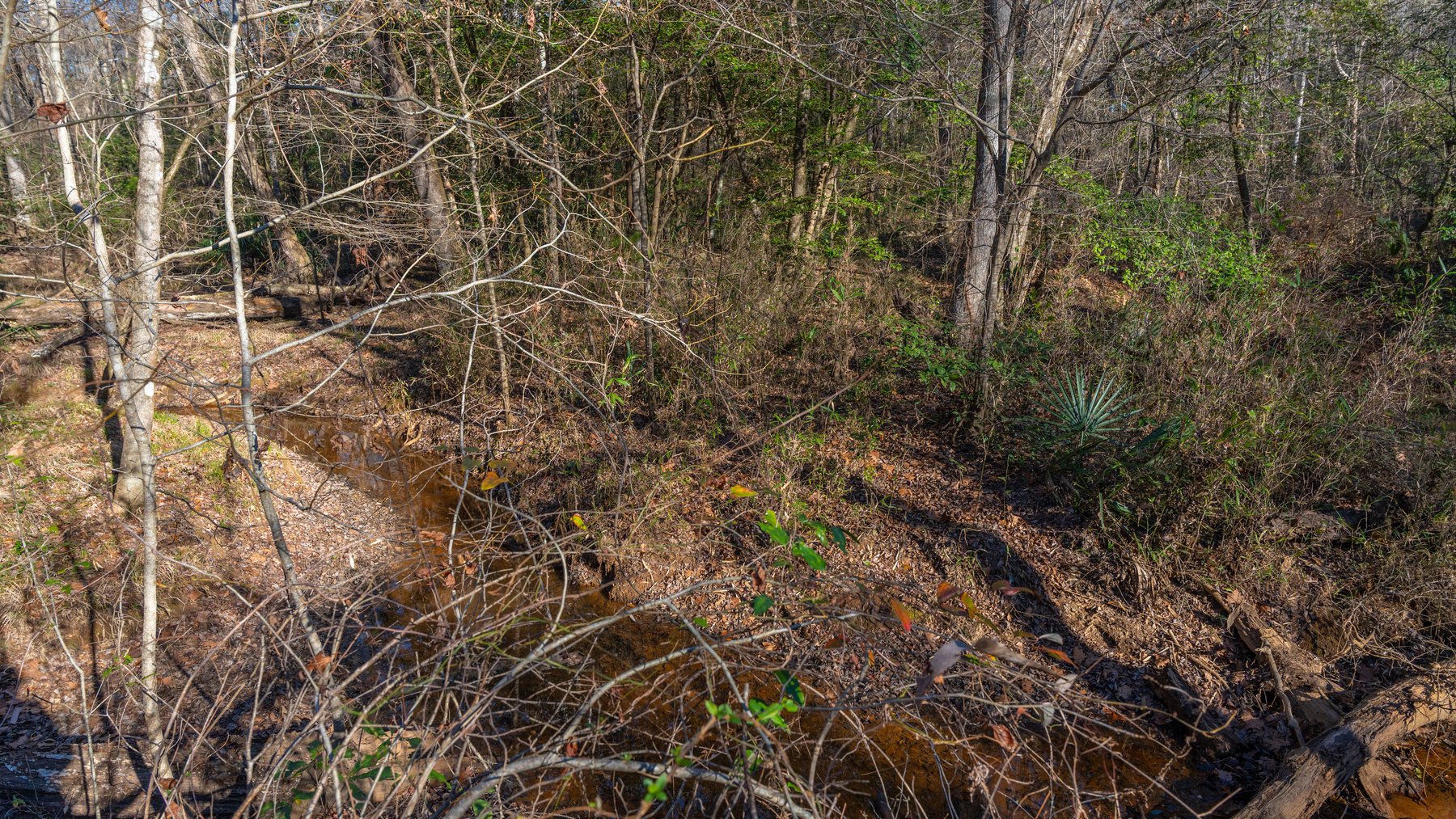 Image for 167± Total Acres - Cole Tract North - Beautiful Recreational Farm - Planted Pines & Premium Hunting - Lanahassee Creek Frontage