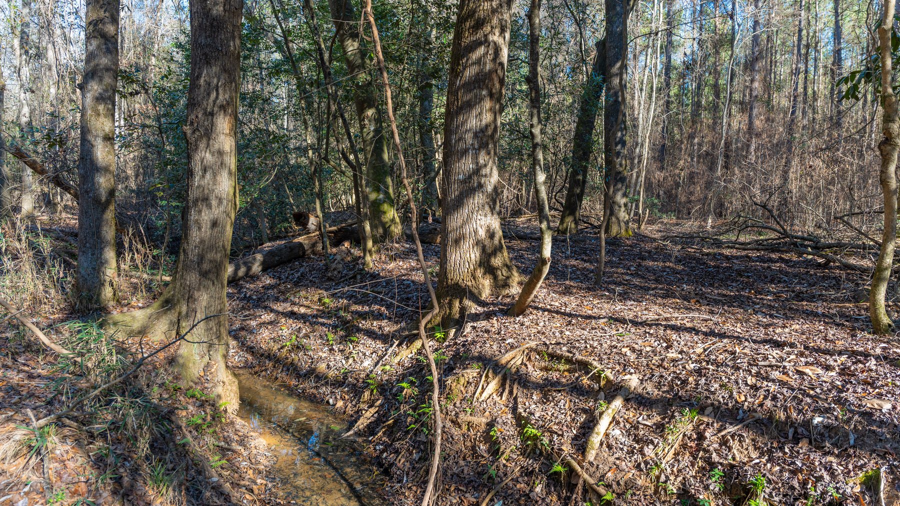 Image for 167± Total Acres - Cole Tract North - Beautiful Recreational Farm - Planted Pines & Premium Hunting - Lanahassee Creek Frontage