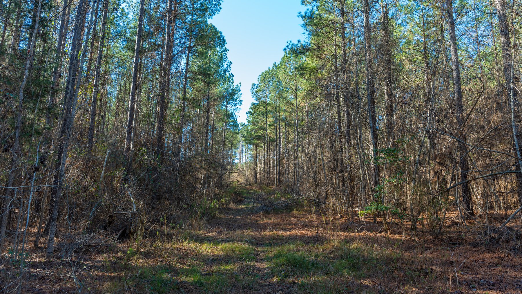 Image for 167± Total Acres - Cole Tract North - Beautiful Recreational Farm - Planted Pines & Premium Hunting - Lanahassee Creek Frontage