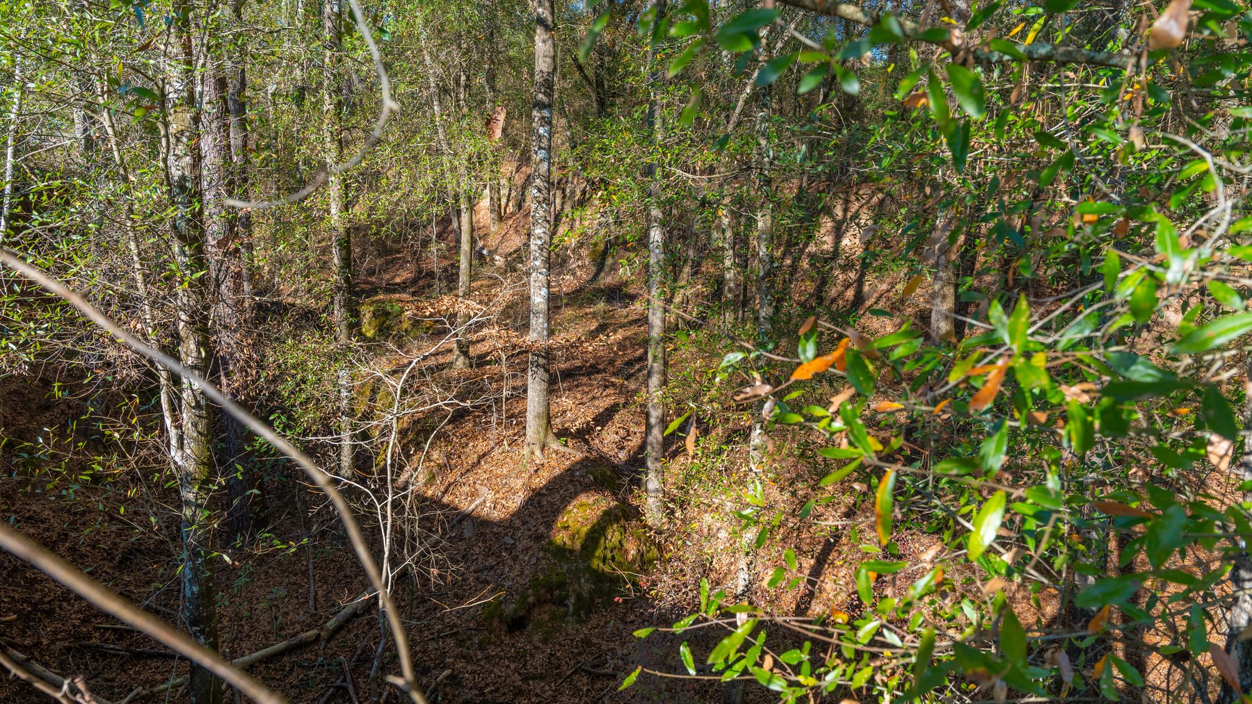 Image for 167± Total Acres - Cole Tract North - Beautiful Recreational Farm - Planted Pines & Premium Hunting - Lanahassee Creek Frontage