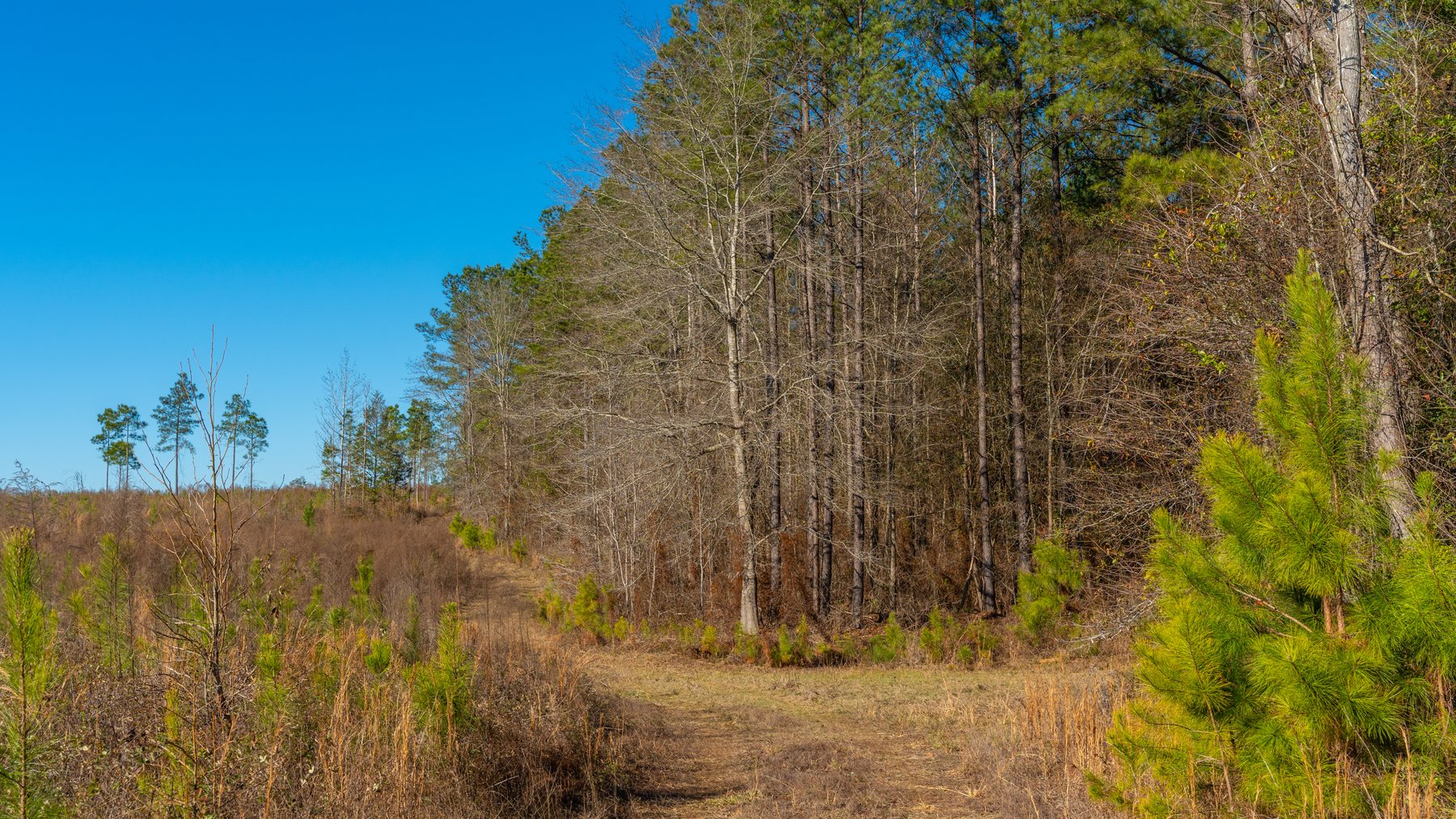 Image for 167± Total Acres - Cole Tract North - Beautiful Recreational Farm - Planted Pines & Premium Hunting - Lanahassee Creek Frontage