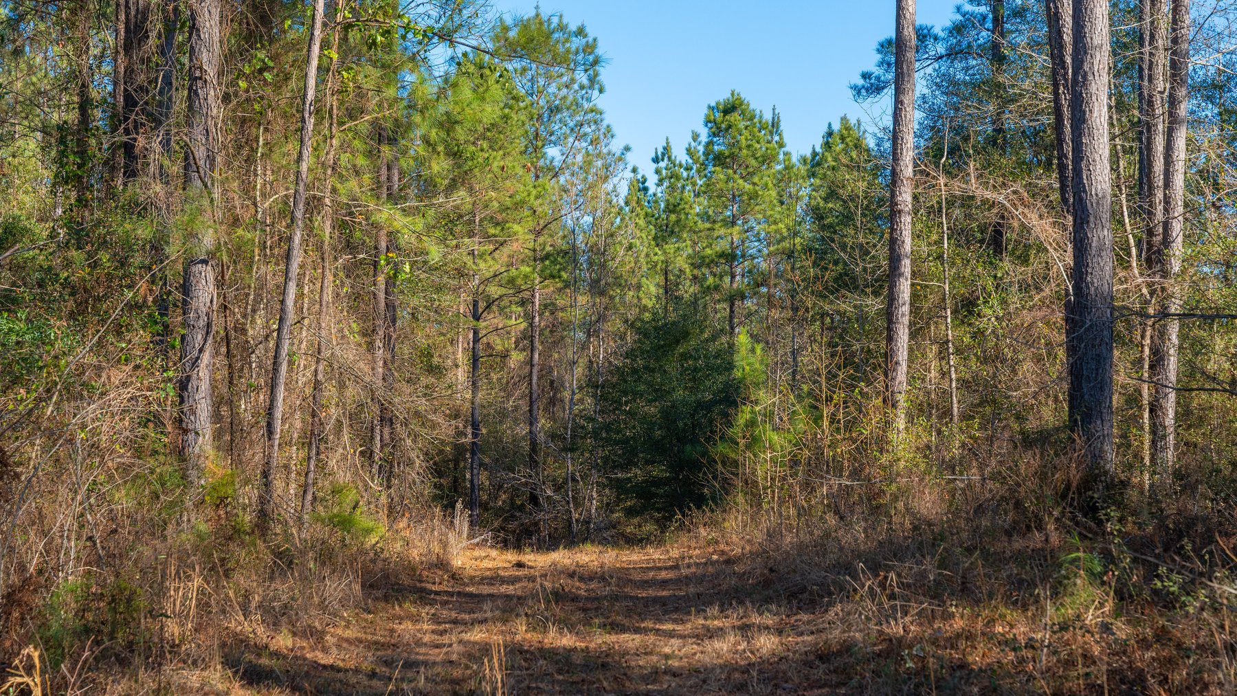 Image for 167± Total Acres - Cole Tract North - Beautiful Recreational Farm - Planted Pines & Premium Hunting - Lanahassee Creek Frontage