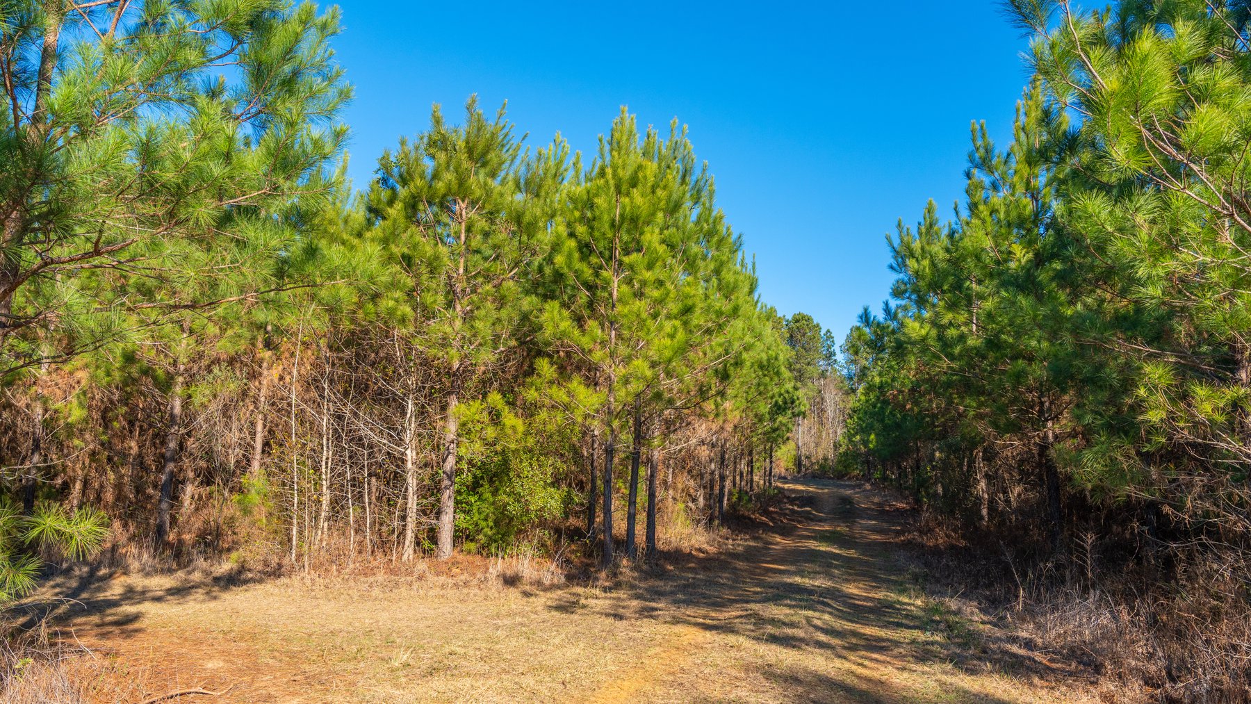 Image for 167± Total Acres - Cole Tract North - Beautiful Recreational Farm - Planted Pines & Premium Hunting - Lanahassee Creek Frontage