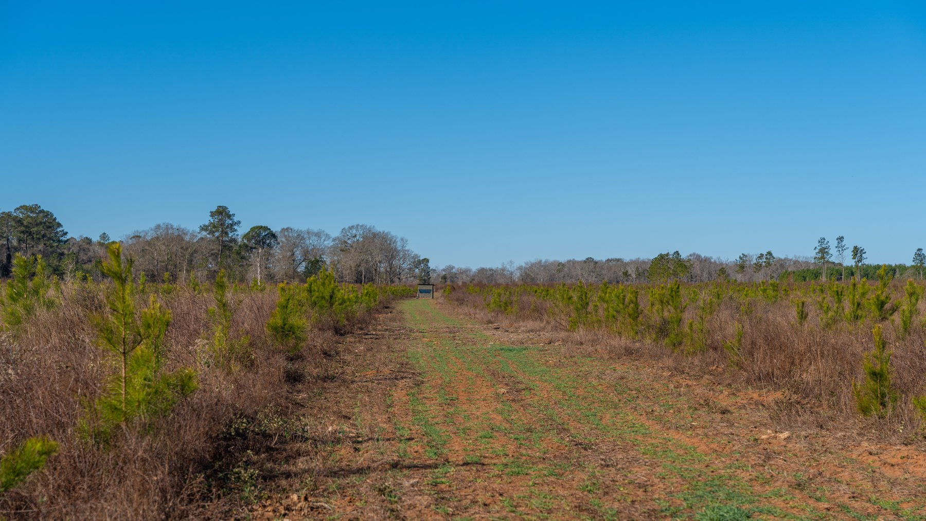 Image for 167± Total Acres - Cole Tract North - Beautiful Recreational Farm - Planted Pines & Premium Hunting - Lanahassee Creek Frontage