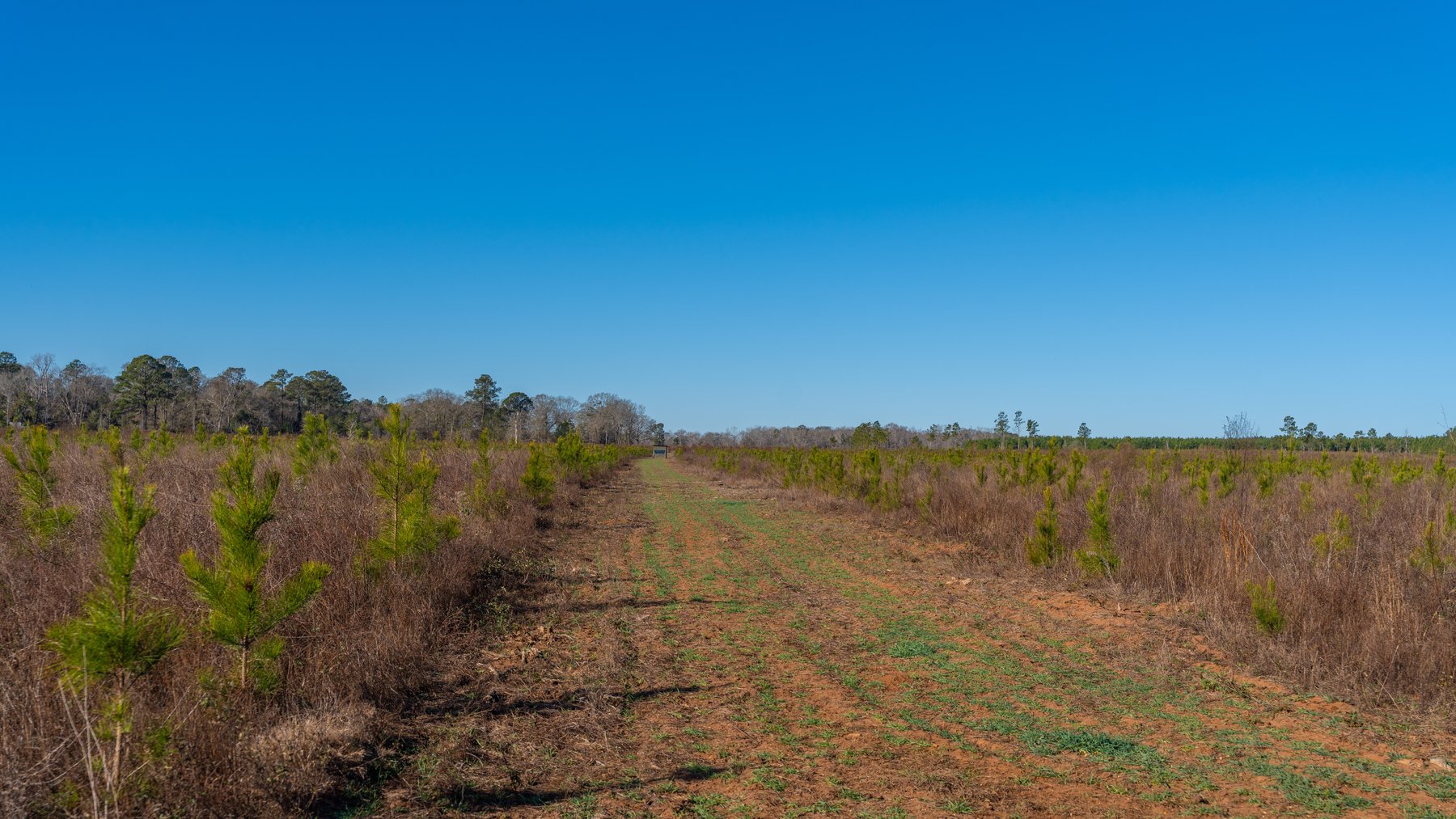 Image for 167± Total Acres - Cole Tract North - Beautiful Recreational Farm - Planted Pines & Premium Hunting - Lanahassee Creek Frontage